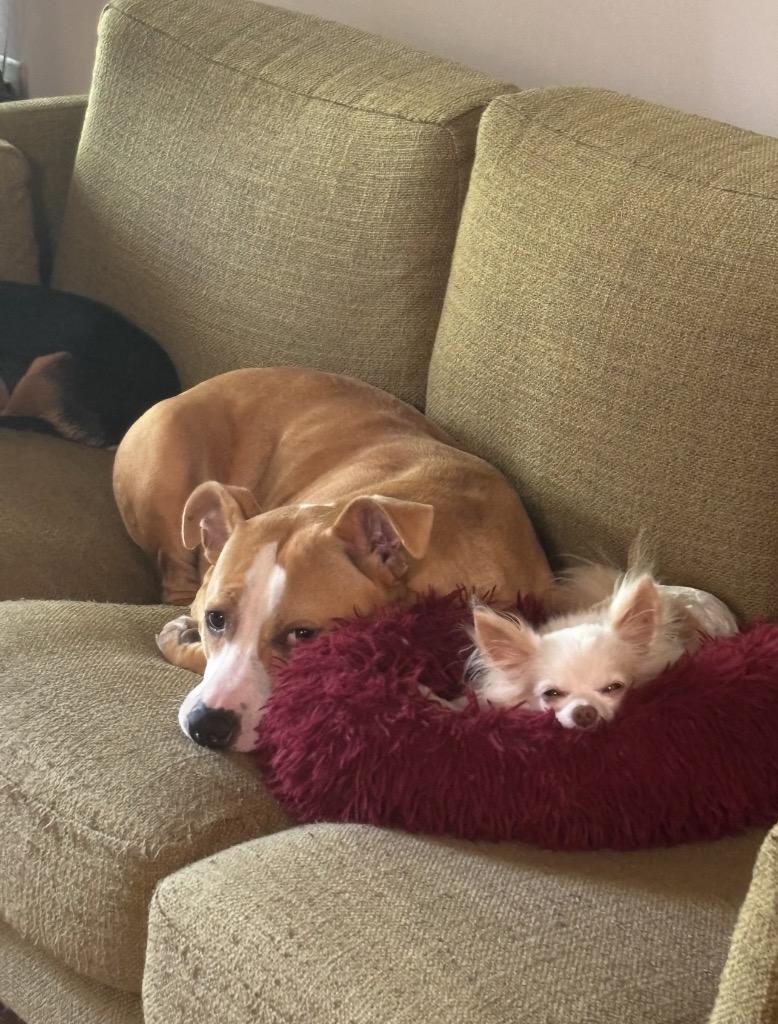 Enlarge Peaches, a Adoptable mixed breed in Sharpsburg, GA image 2/6