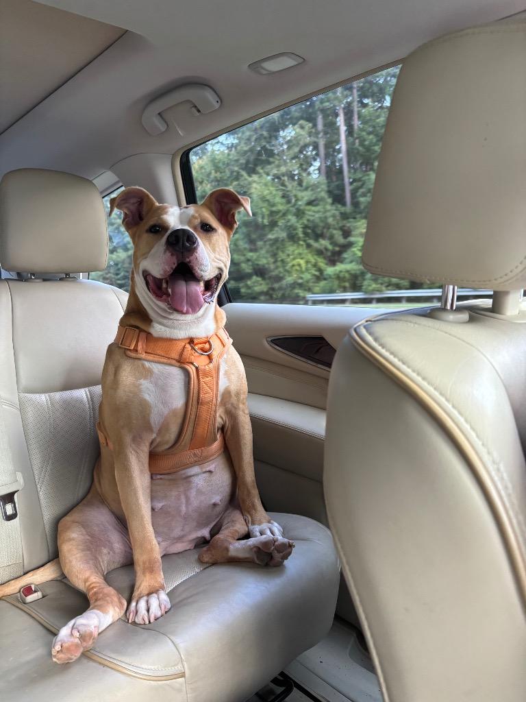 Peaches, Adoptable, Adult Female Mixed Breed.