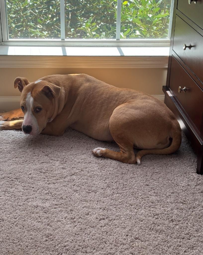 Enlarge Peaches, a Adoptable mixed breed in Sharpsburg, GA image 3/6