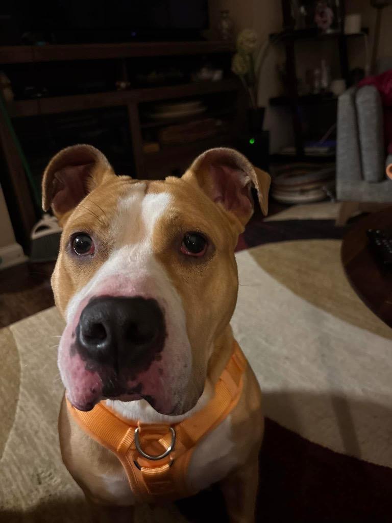 Peaches, a Adoptable mixed breed in Sharpsburg, GA image 3/6