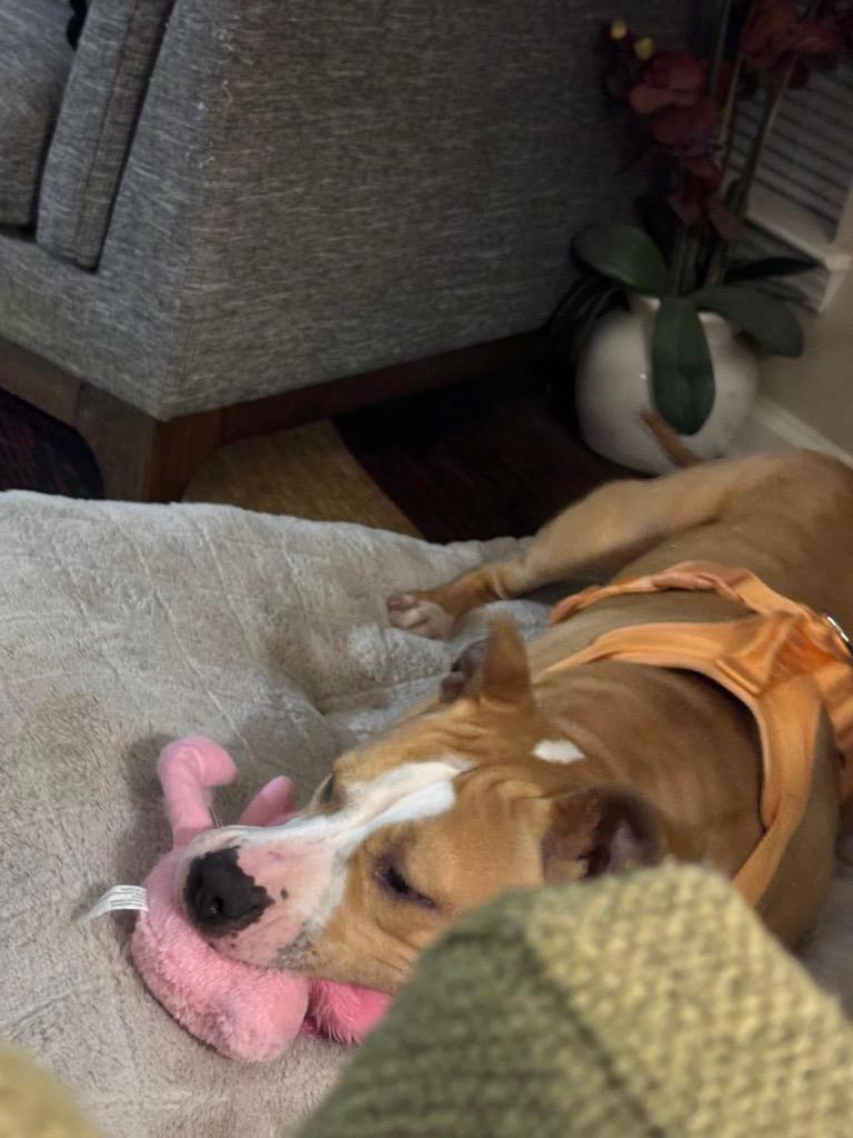 Enlarge Peaches, a Adoptable mixed breed in Sharpsburg, GA image 5/6