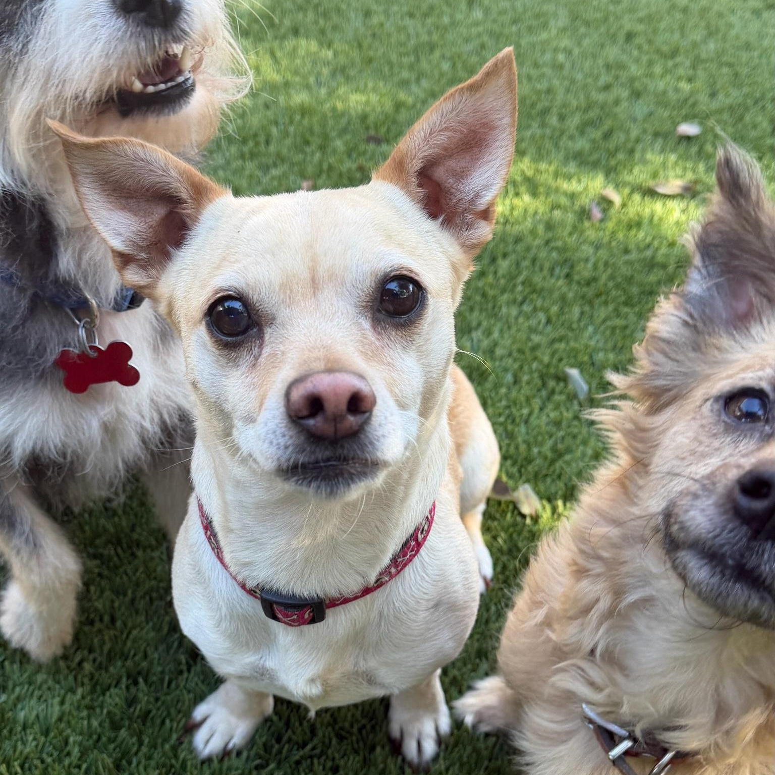Cheerio, an adopted mixed breed in Newport Beach, CA image 2/3
