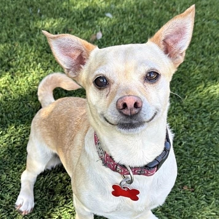 Cheerio, an adopted mixed breed in Newport Beach, CA image 1/3