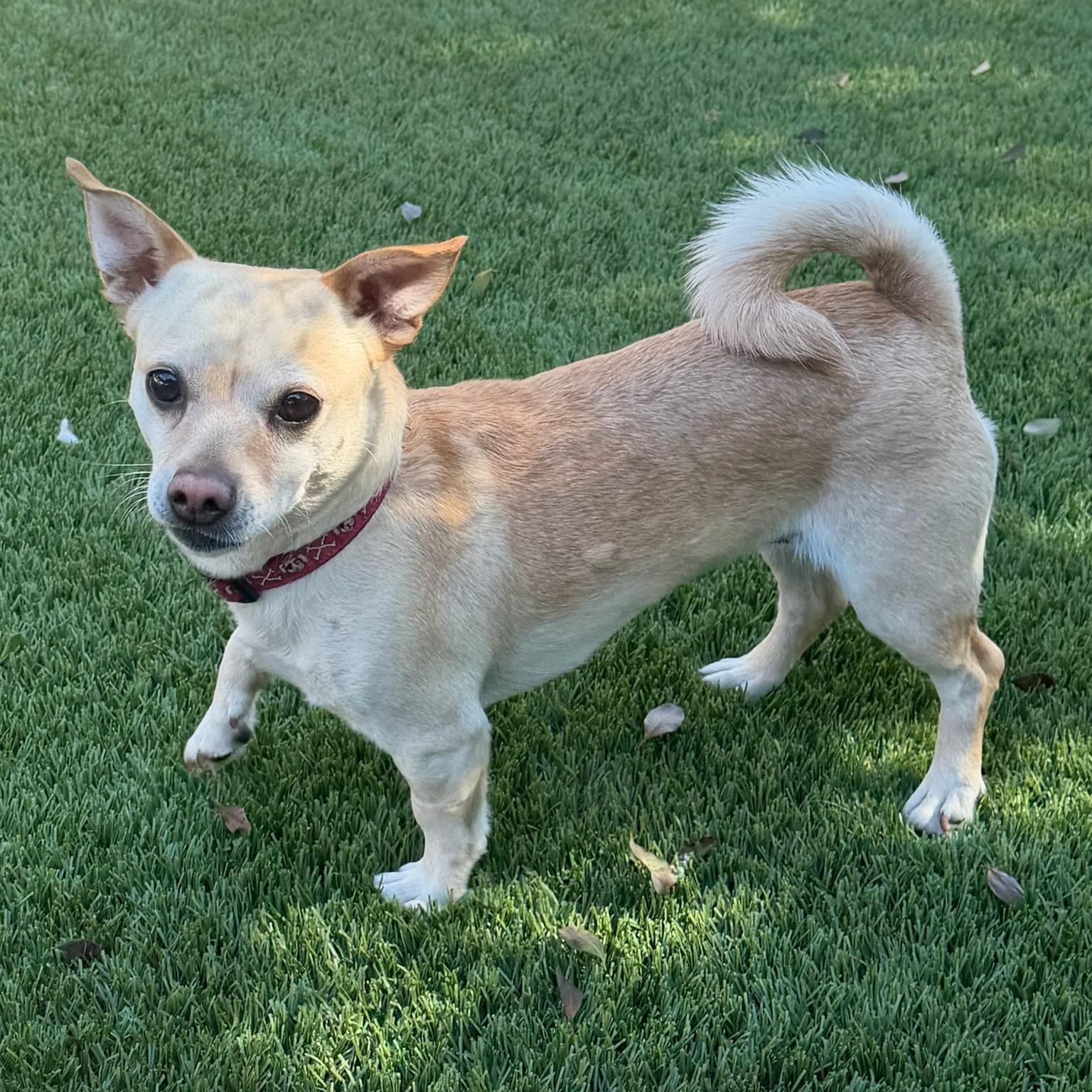 Cheerio, an adopted mixed breed in Newport Beach, CA image 3/3