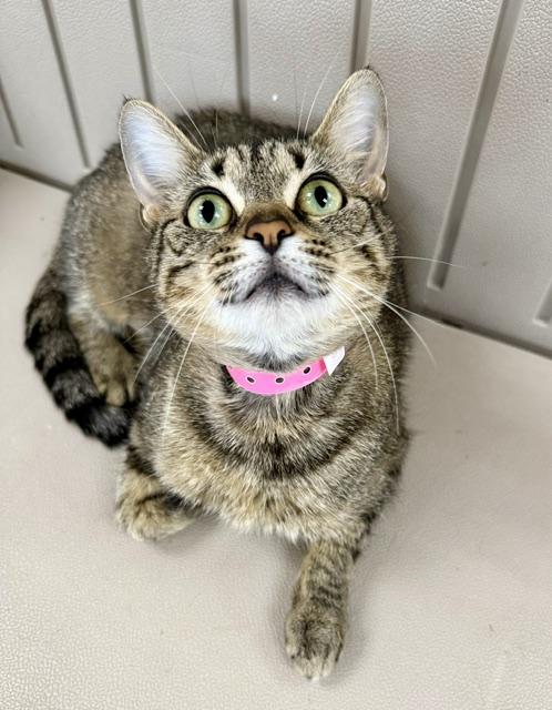 Enlarge Baa, a ADOPTABLE Domestic Short Hair in Medina, OH image 1/1