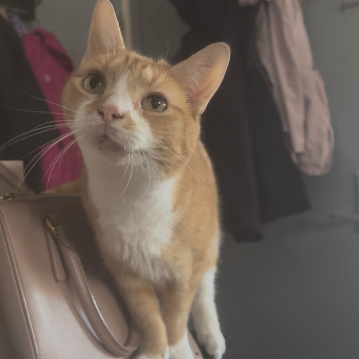 Halo, Adoptable, Adult Male Domestic Short Hair.