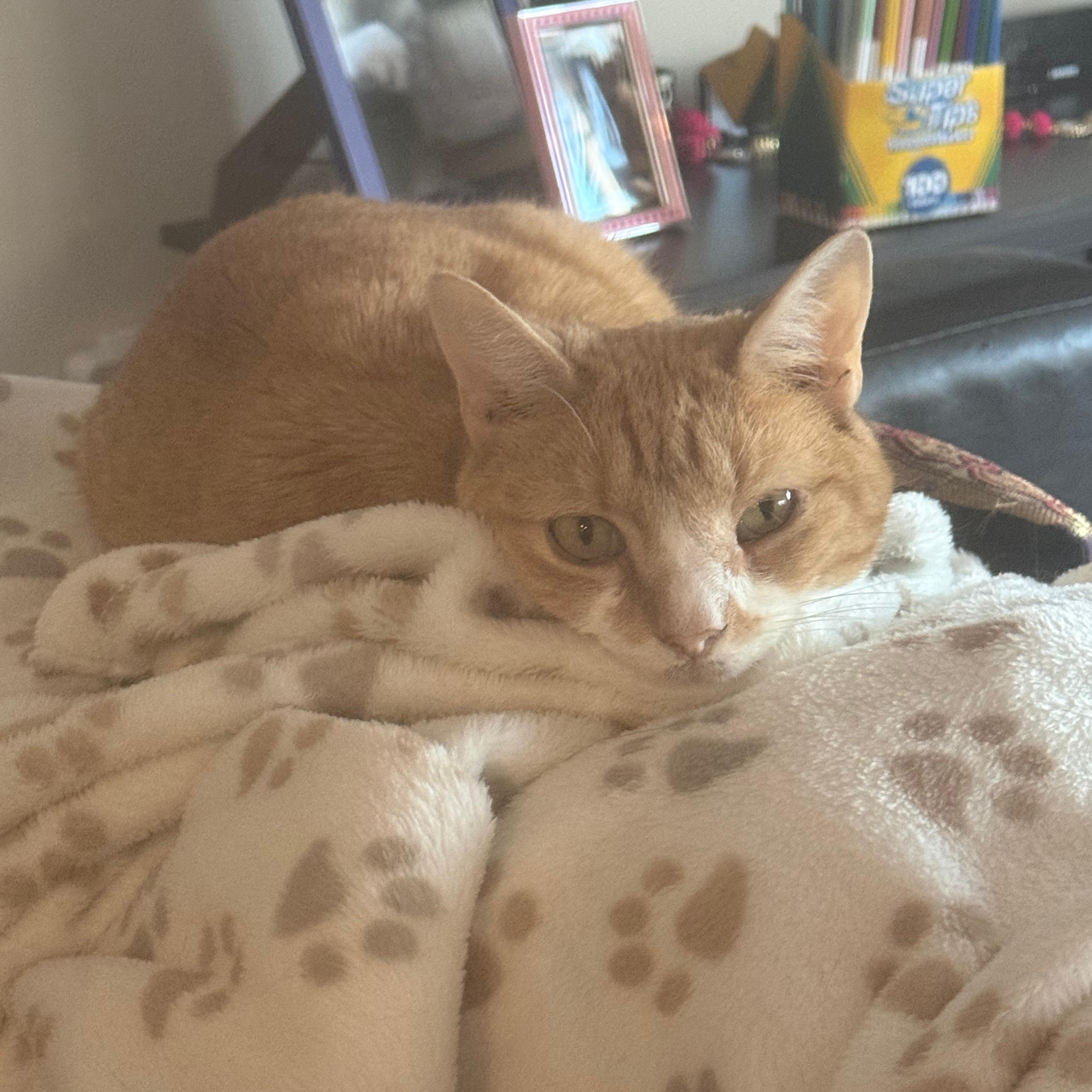 Halo — thumbnail 4