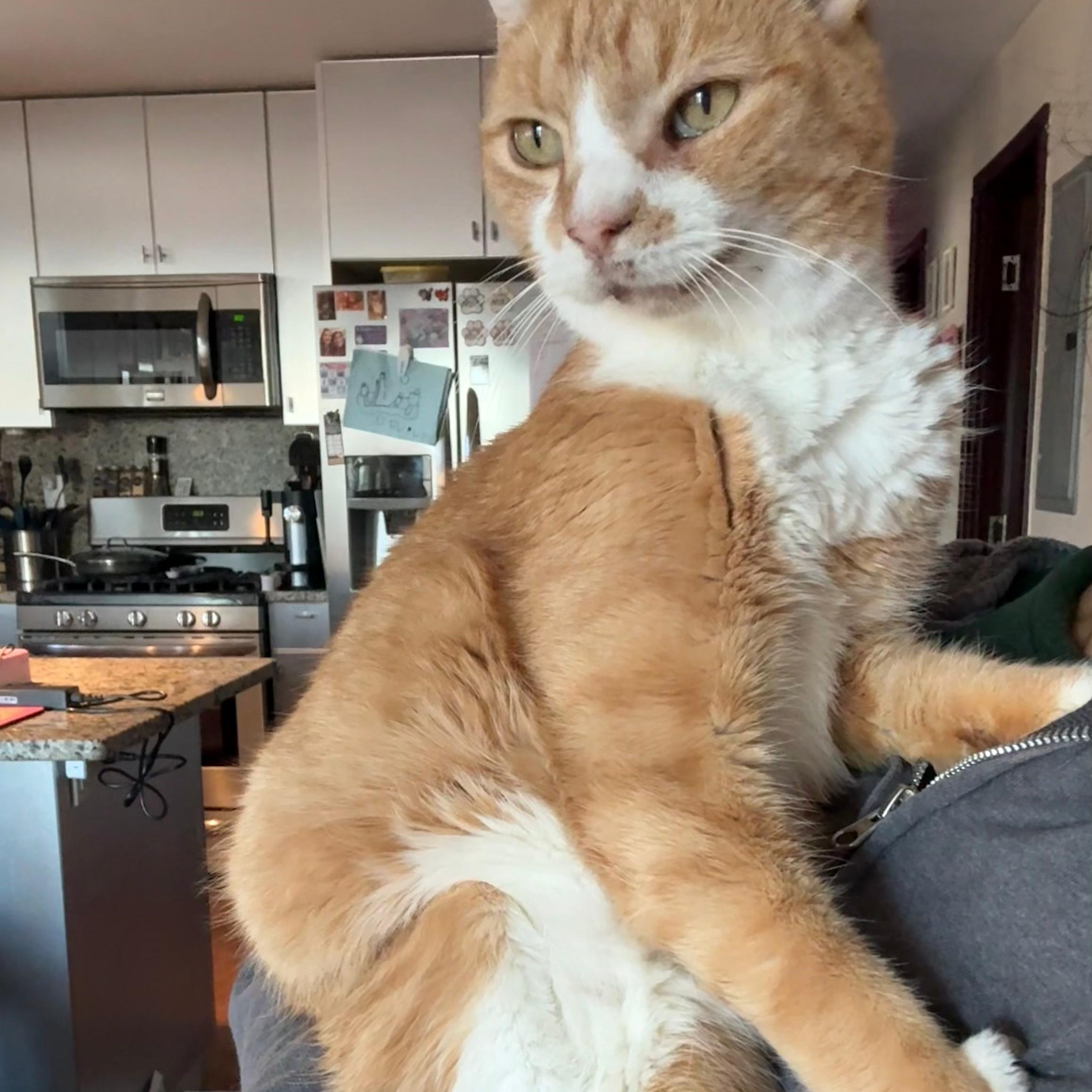 Halo — thumbnail 5