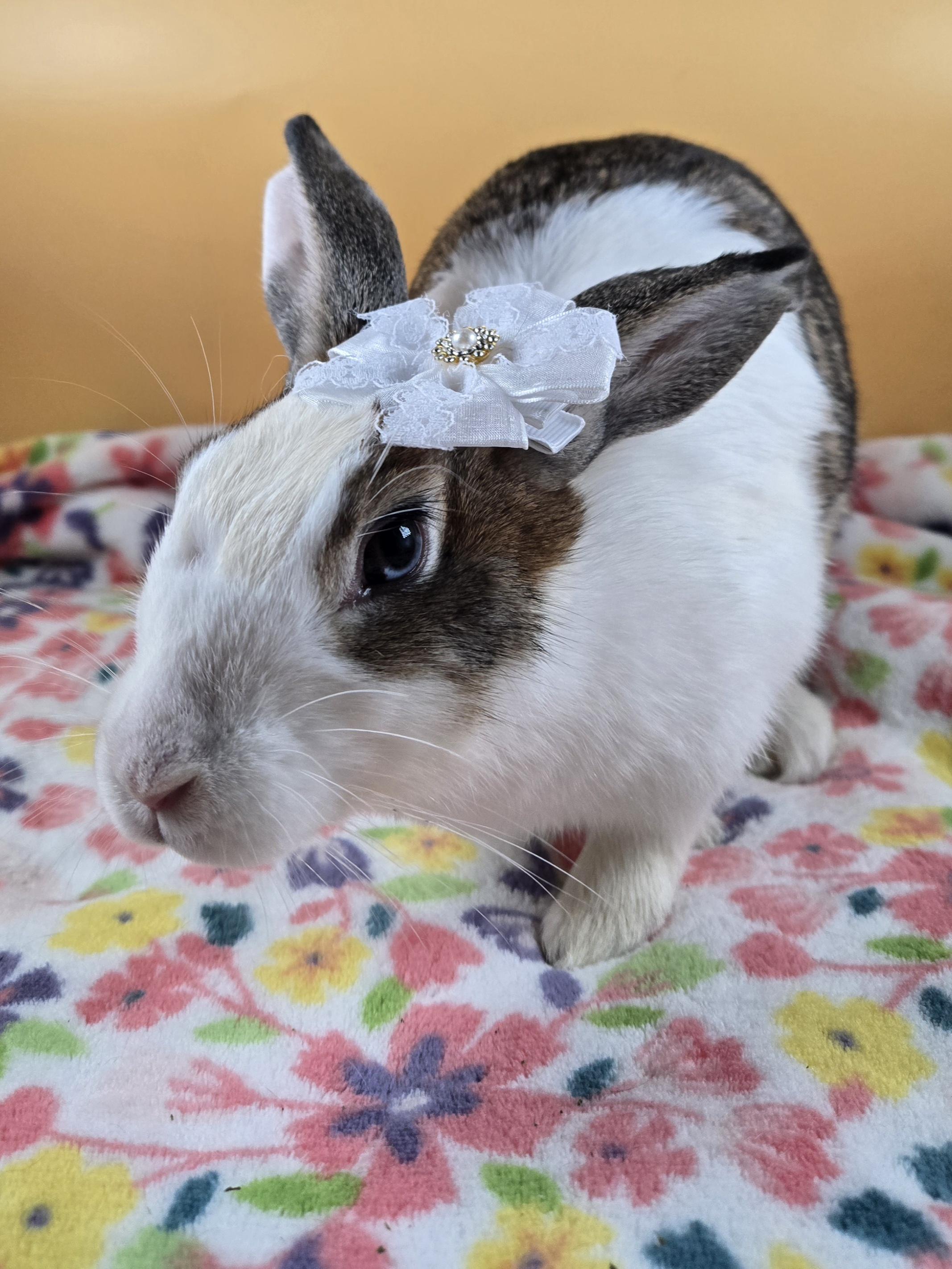 Enlarge Mistletoe, a ADOPTABLE mixed breed in San Antonio, TX image 4/6