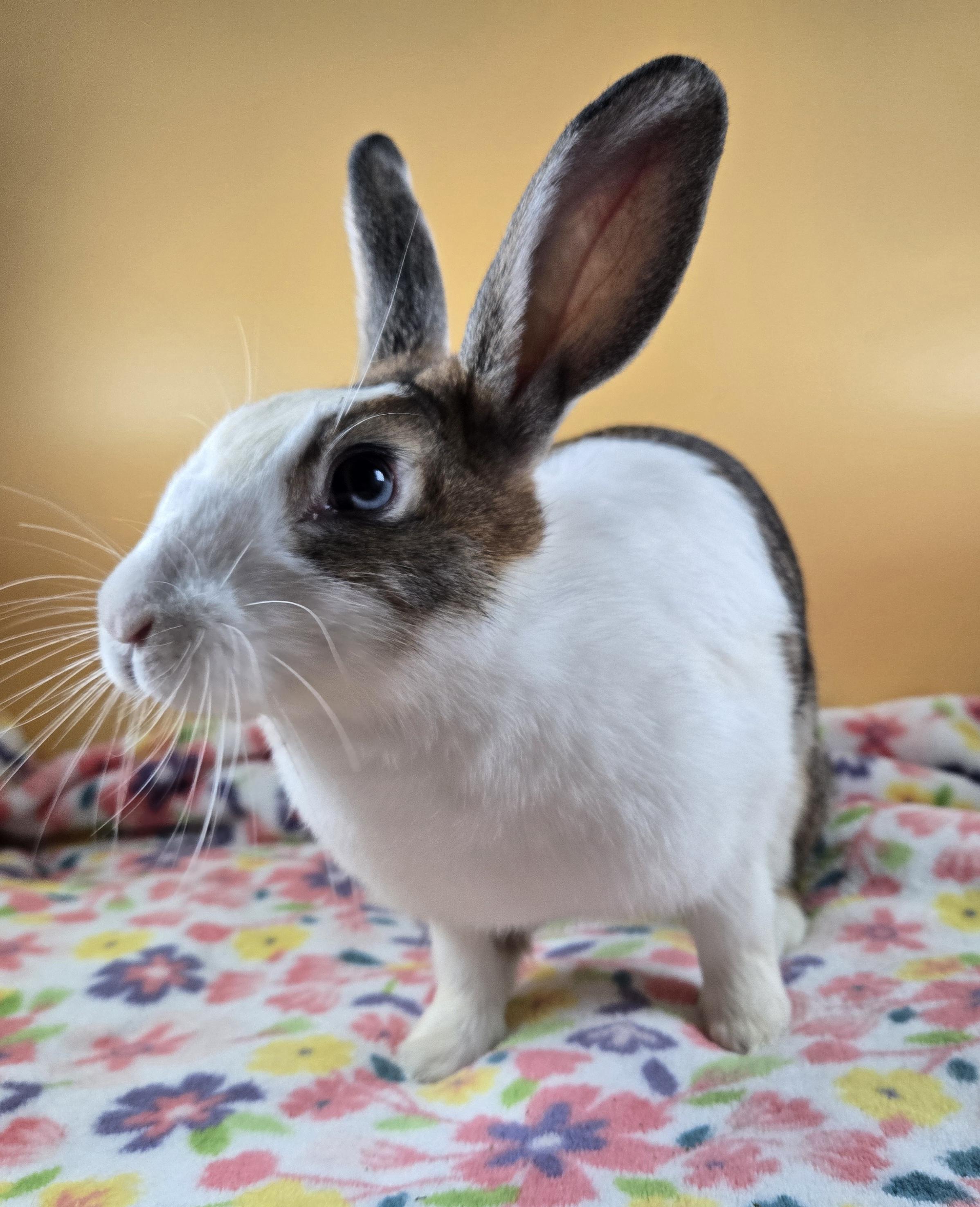 Enlarge Mistletoe, a ADOPTABLE mixed breed in San Antonio, TX image 5/6