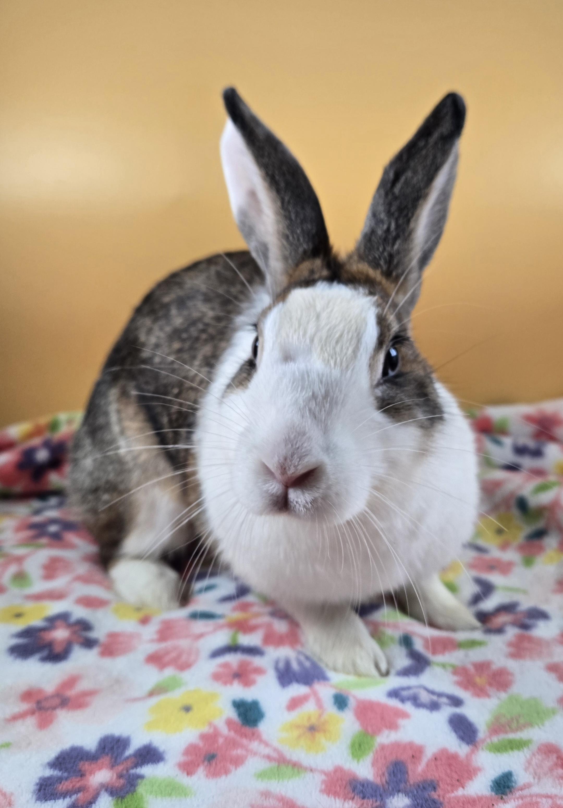 Enlarge Mistletoe, a ADOPTABLE mixed breed in San Antonio, TX image 3/6