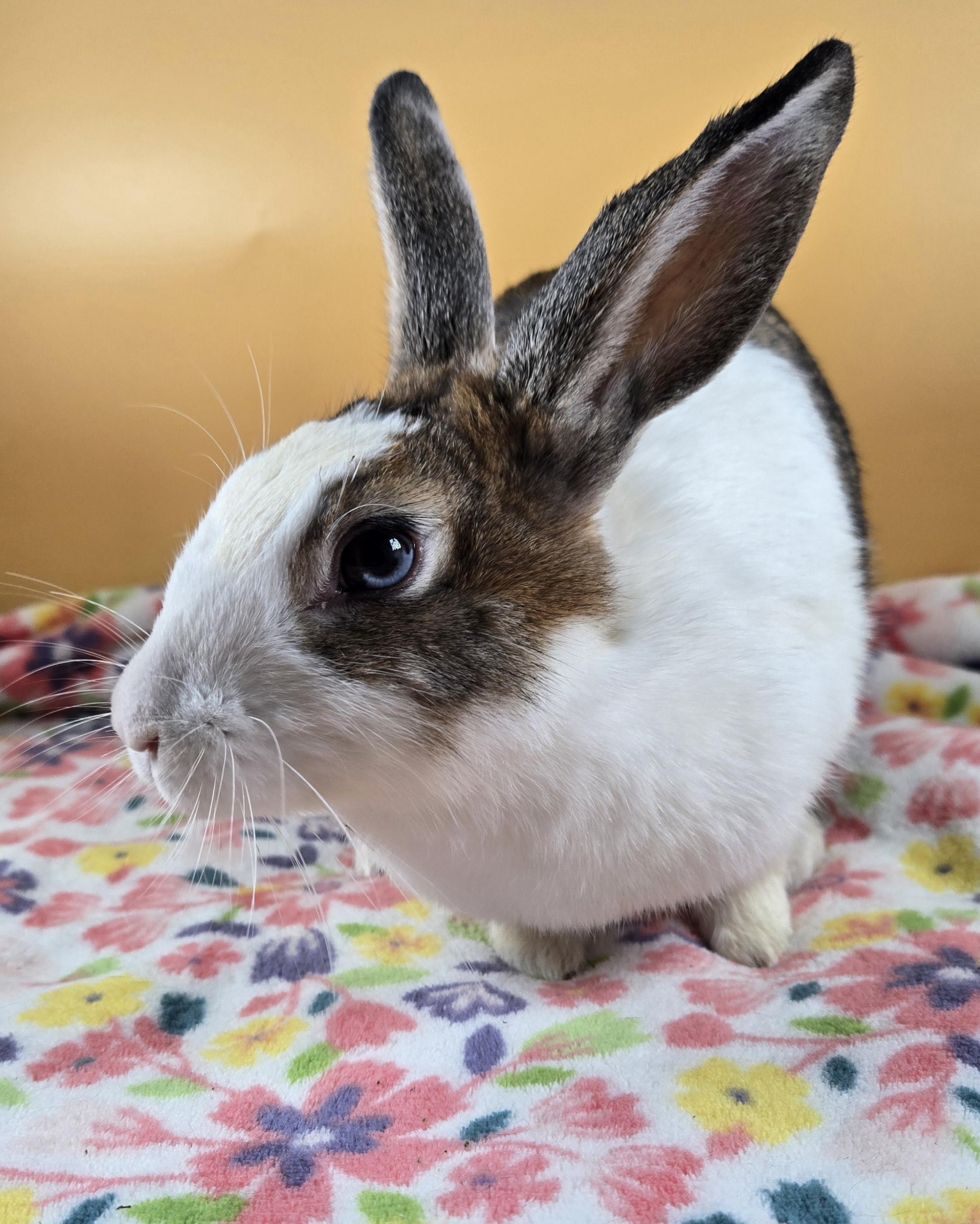 Enlarge Mistletoe, a ADOPTABLE mixed breed in San Antonio, TX image 2/6