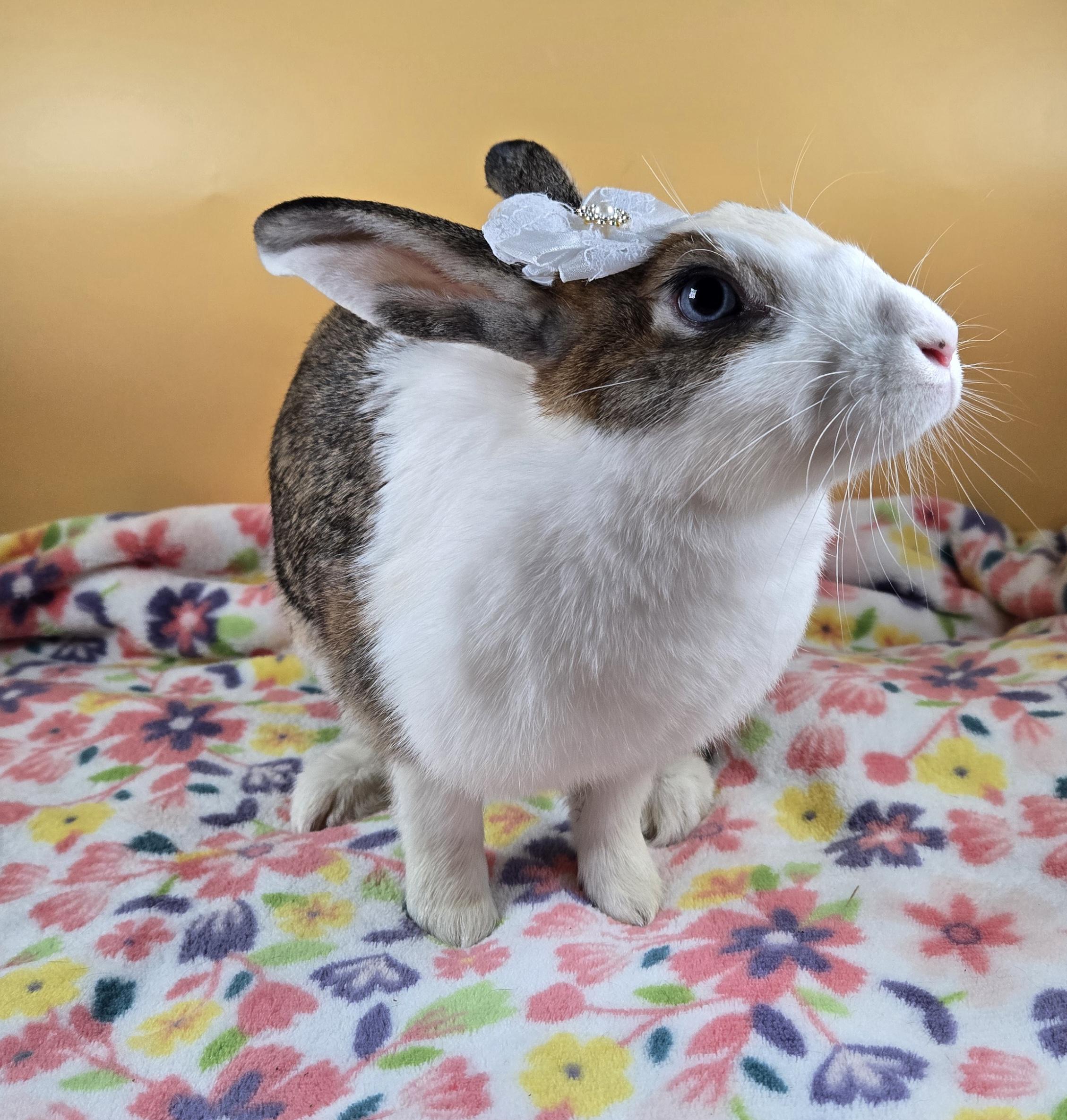 Mistletoe, ADOPTABLE, Young Female Dutch.