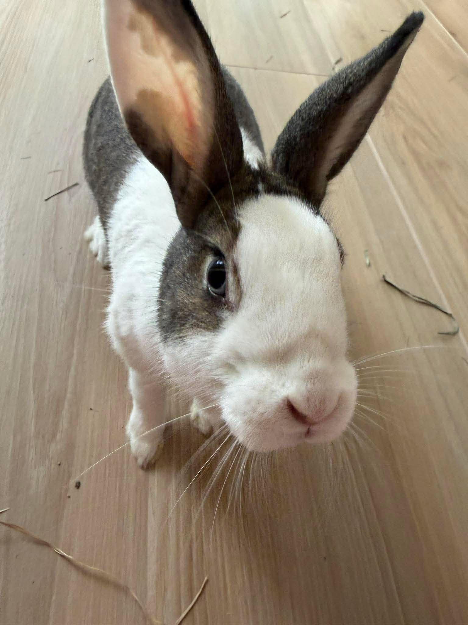 Enlarge Mistletoe, a ADOPTABLE mixed breed in San Antonio, TX image 6/6