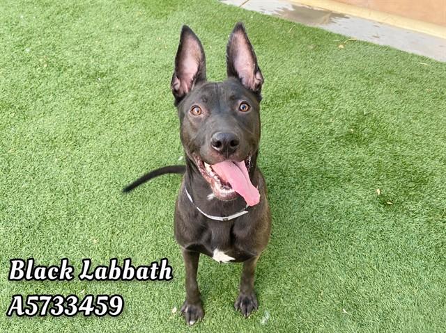 BLACK LABBATH, Adoptable, Adult Female Labrador Retriever & Pit Bull Terrier.
