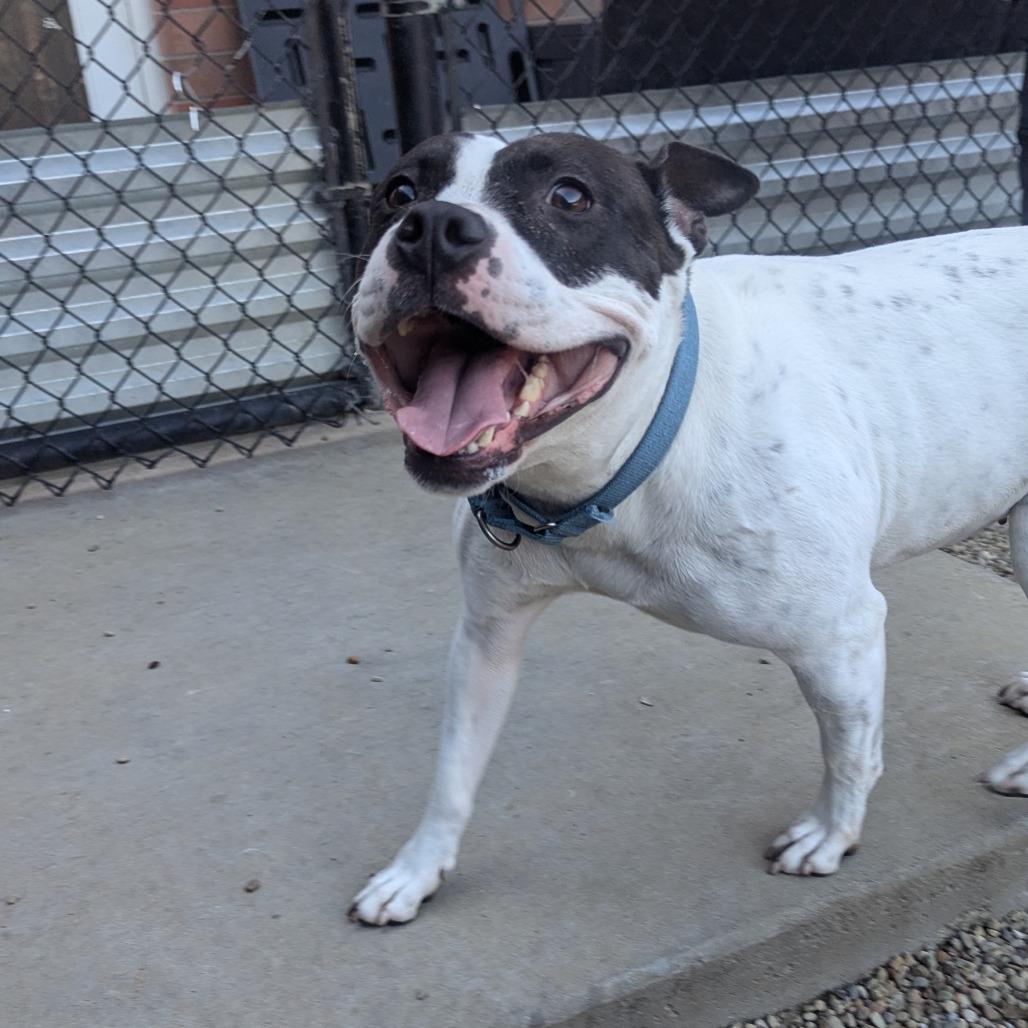 Enlarge Natalie, a Adoptable Mixed Breed in Pittsburgh, PA image 1/6