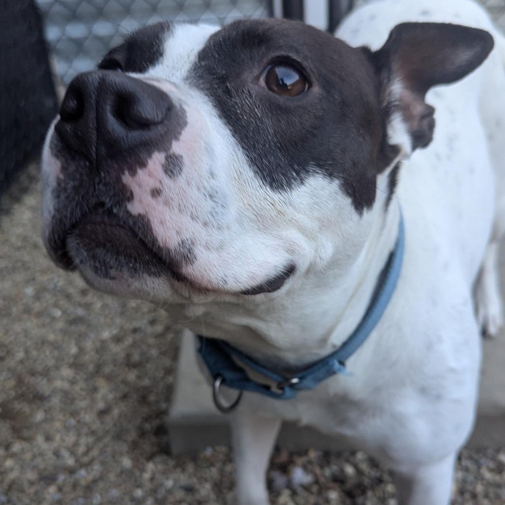 Enlarge Natalie, a Adoptable Mixed Breed in Pittsburgh, PA image 2/6
