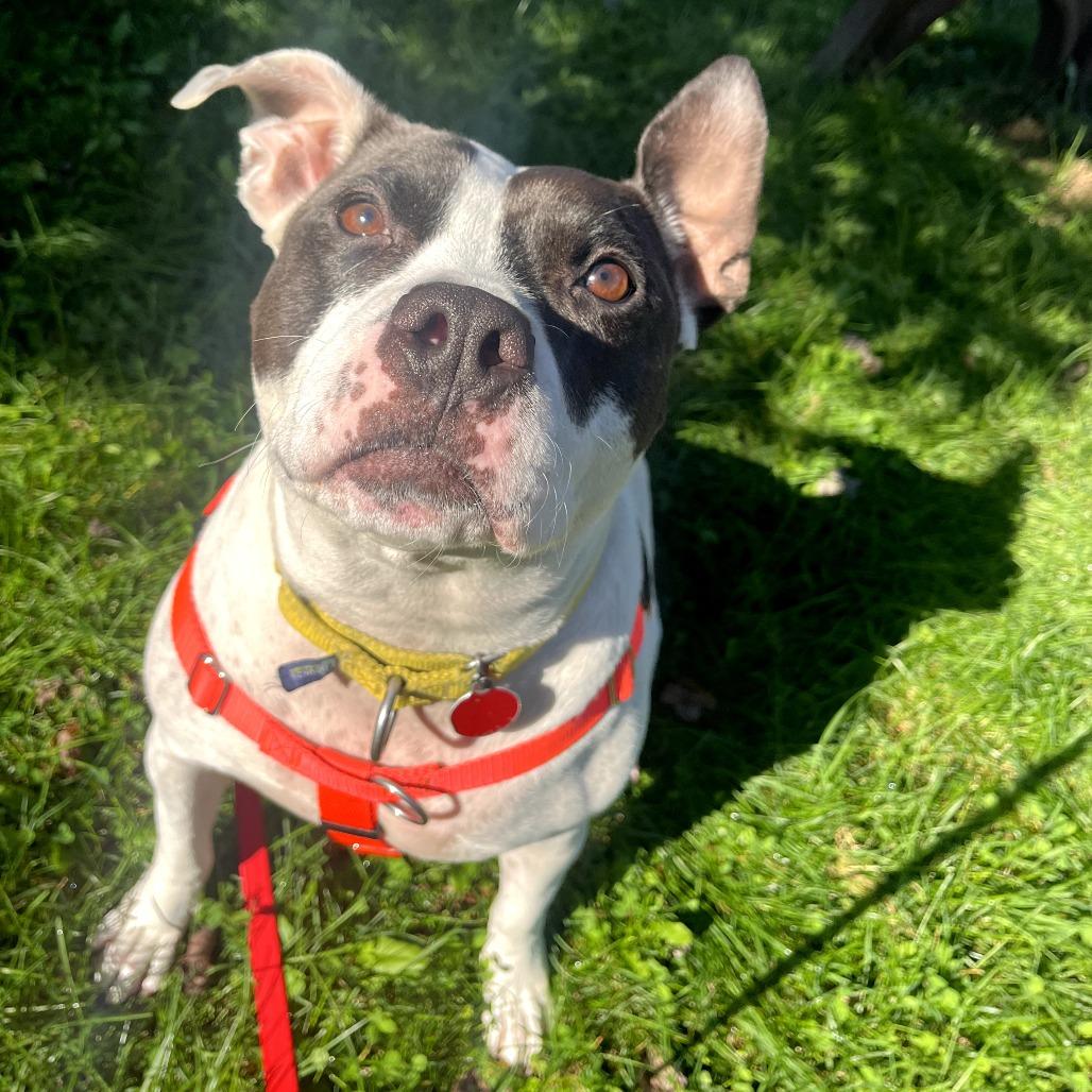 Enlarge Natalie, a Adoptable Mixed Breed in Pittsburgh, PA image 3/6