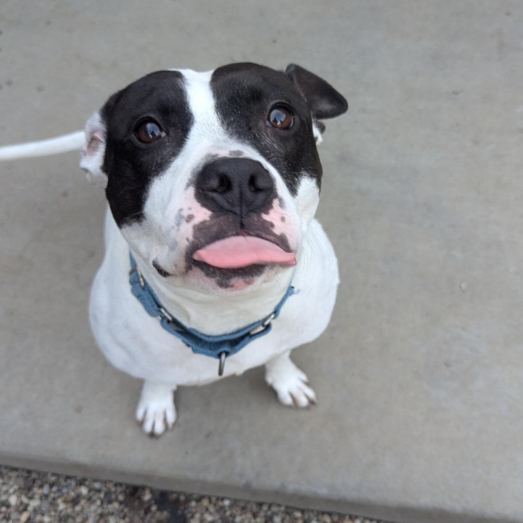 Enlarge Natalie, a Adoptable Mixed Breed in Pittsburgh, PA image 4/6