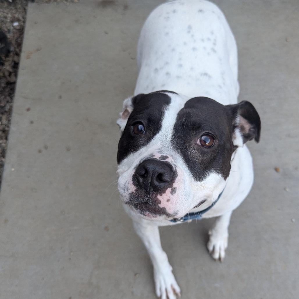 Enlarge Natalie, a Adoptable Mixed Breed in Pittsburgh, PA image 5/6