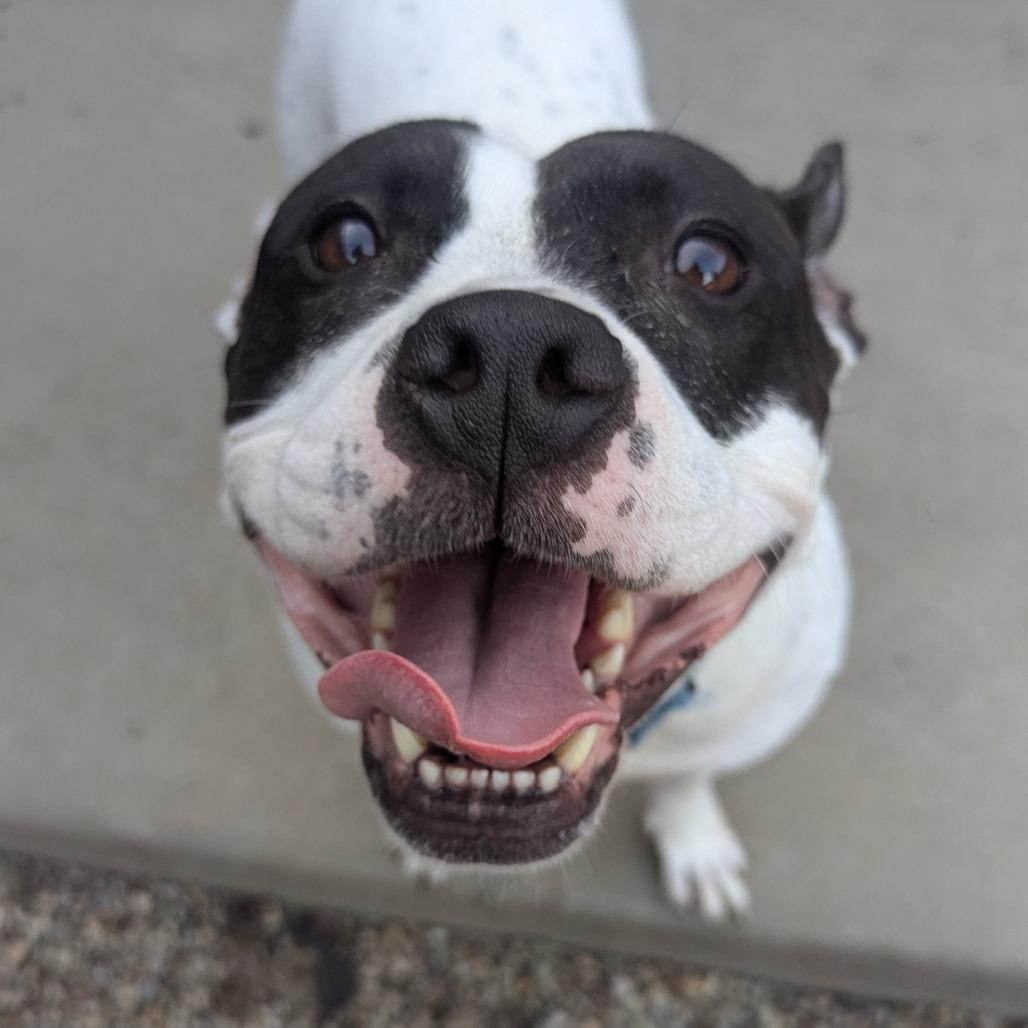Enlarge Natalie, a Adoptable Mixed Breed in Pittsburgh, PA image 6/6