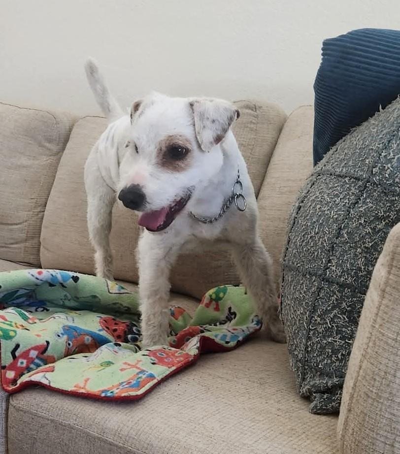 Quake, ADOPTABLE, Adult Male Jack Russell Terrier.