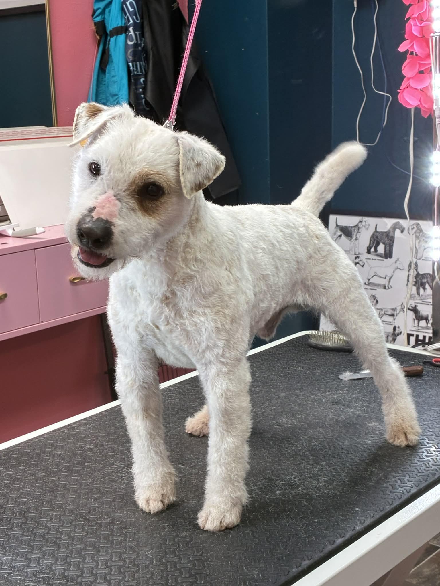 Quake, ADOPTABLE, Adult Male Jack Russell Terrier.