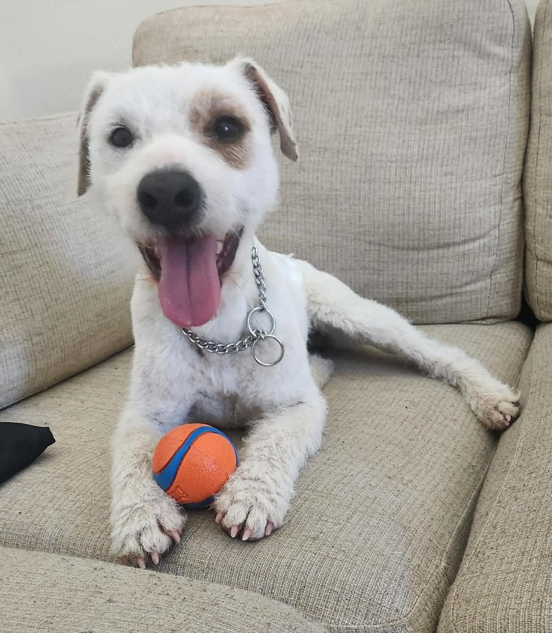 Enlarge Quake, a ADOPTABLE Jack Russell Terrier in Clatskanie, OR image 1/6