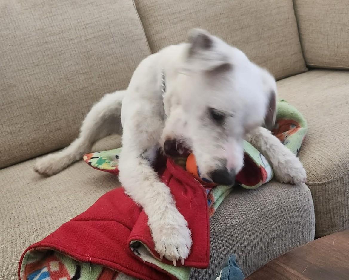 Enlarge Quake, a ADOPTABLE Jack Russell Terrier in Clatskanie, OR image 5/6