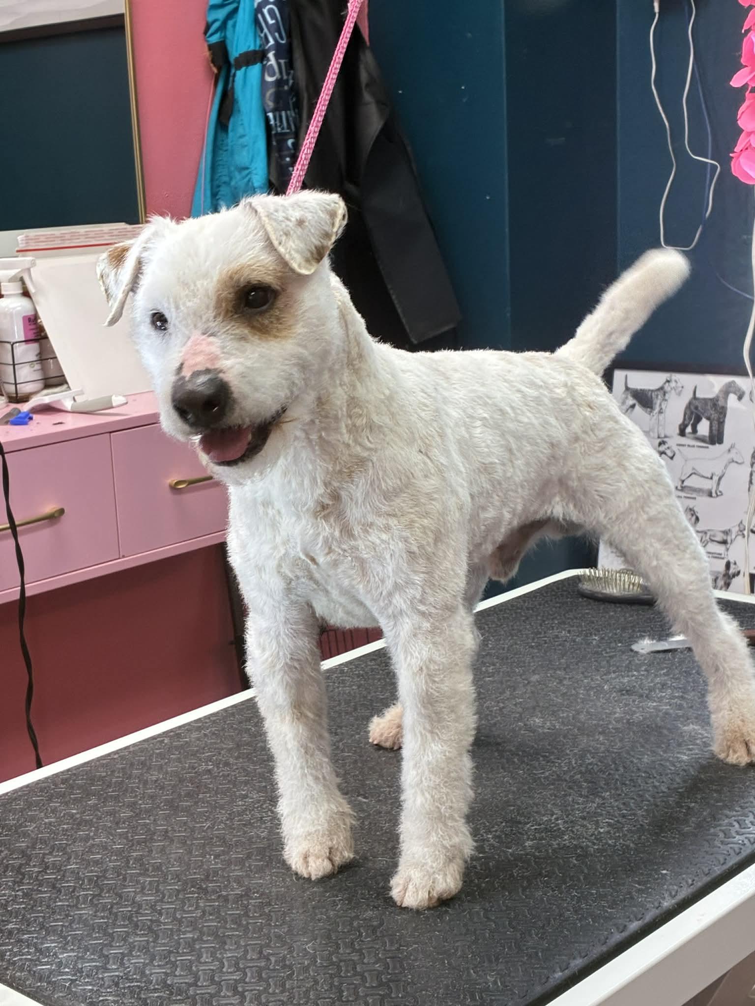 Enlarge Quake, a ADOPTABLE Jack Russell Terrier in Boise, ID image 3/3