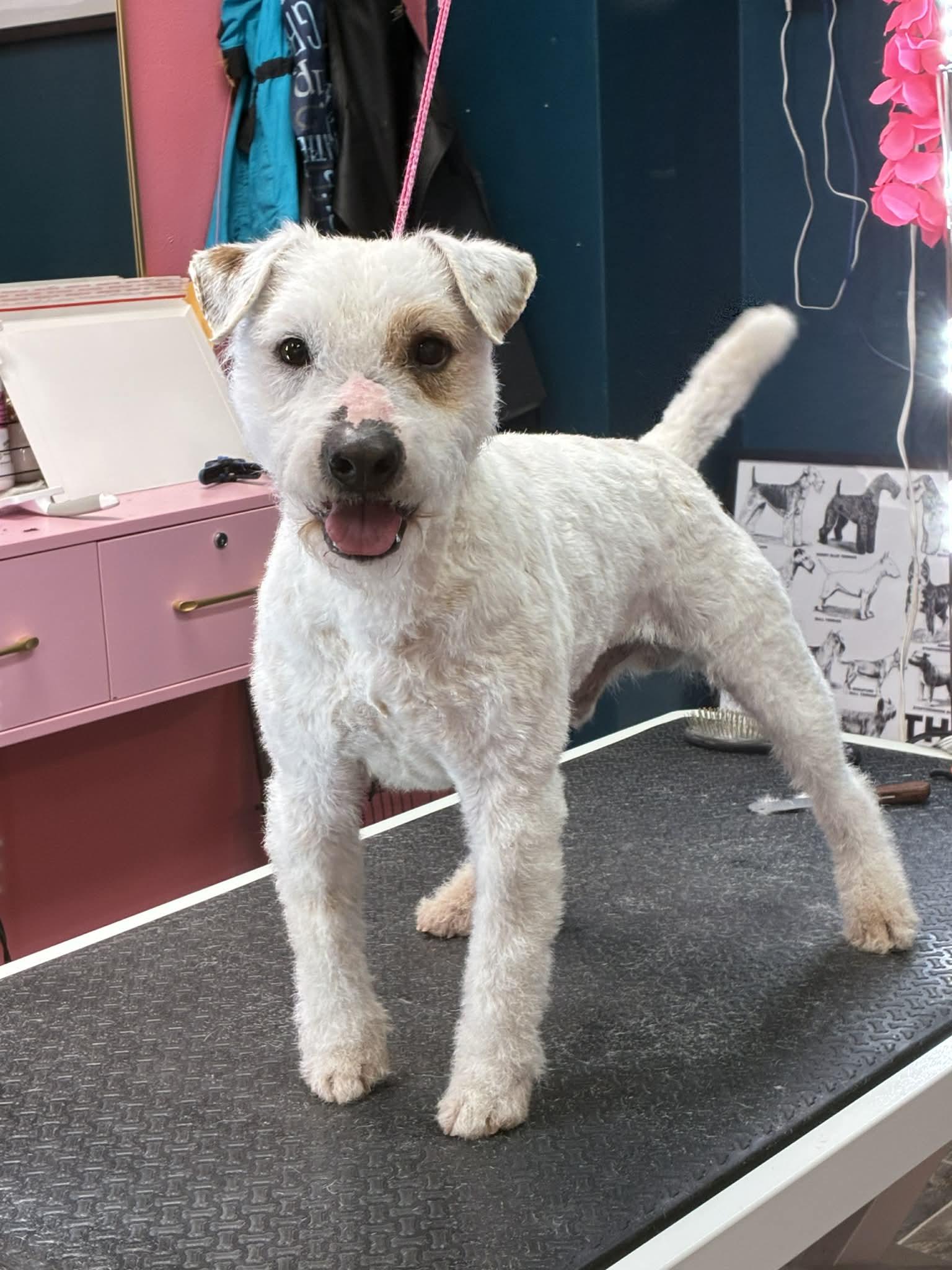 Quake, ADOPTABLE, Adult Male Jack Russell Terrier.