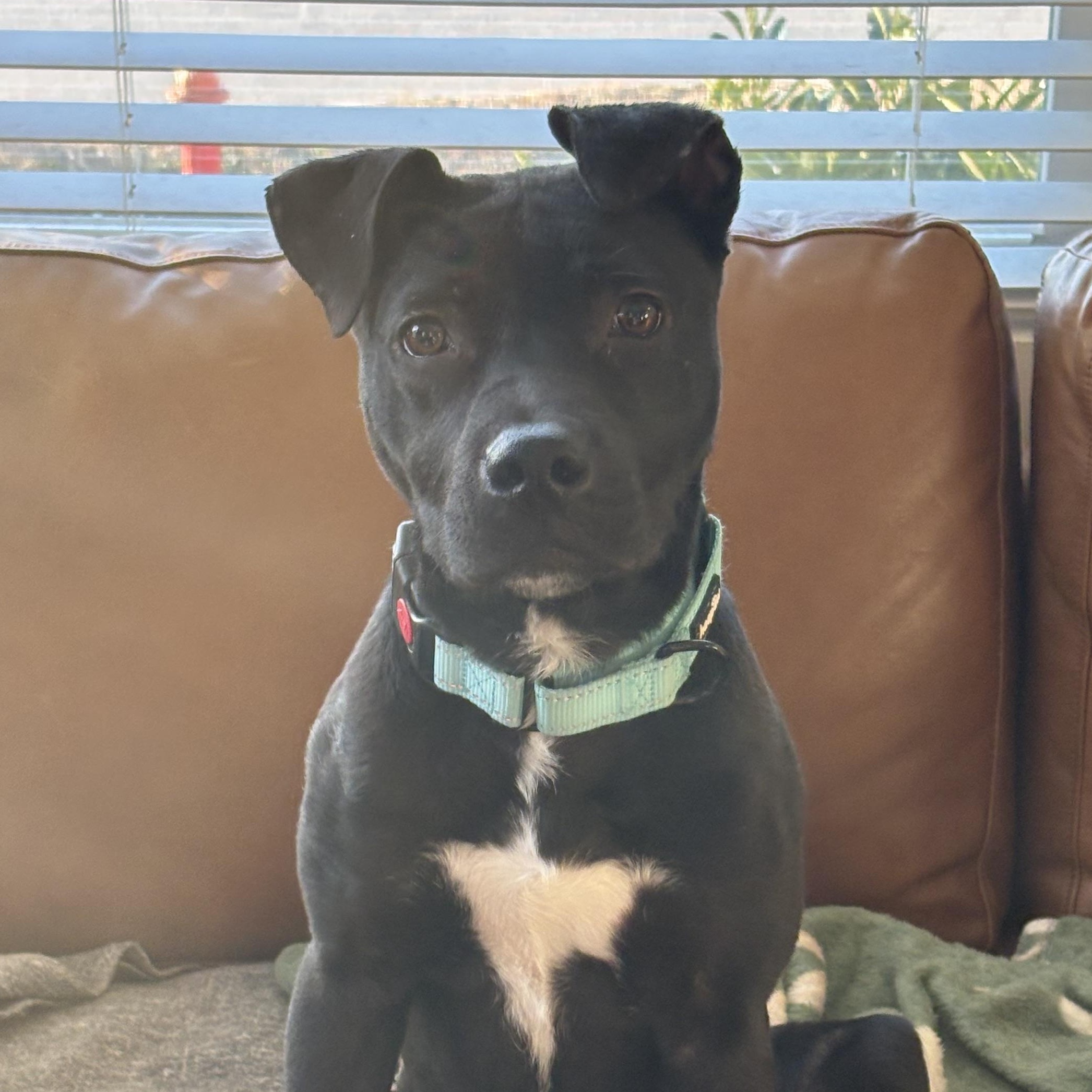 Tiny Tim, a ADOPTABLE mixed breed in Franklin, TN image 2/6