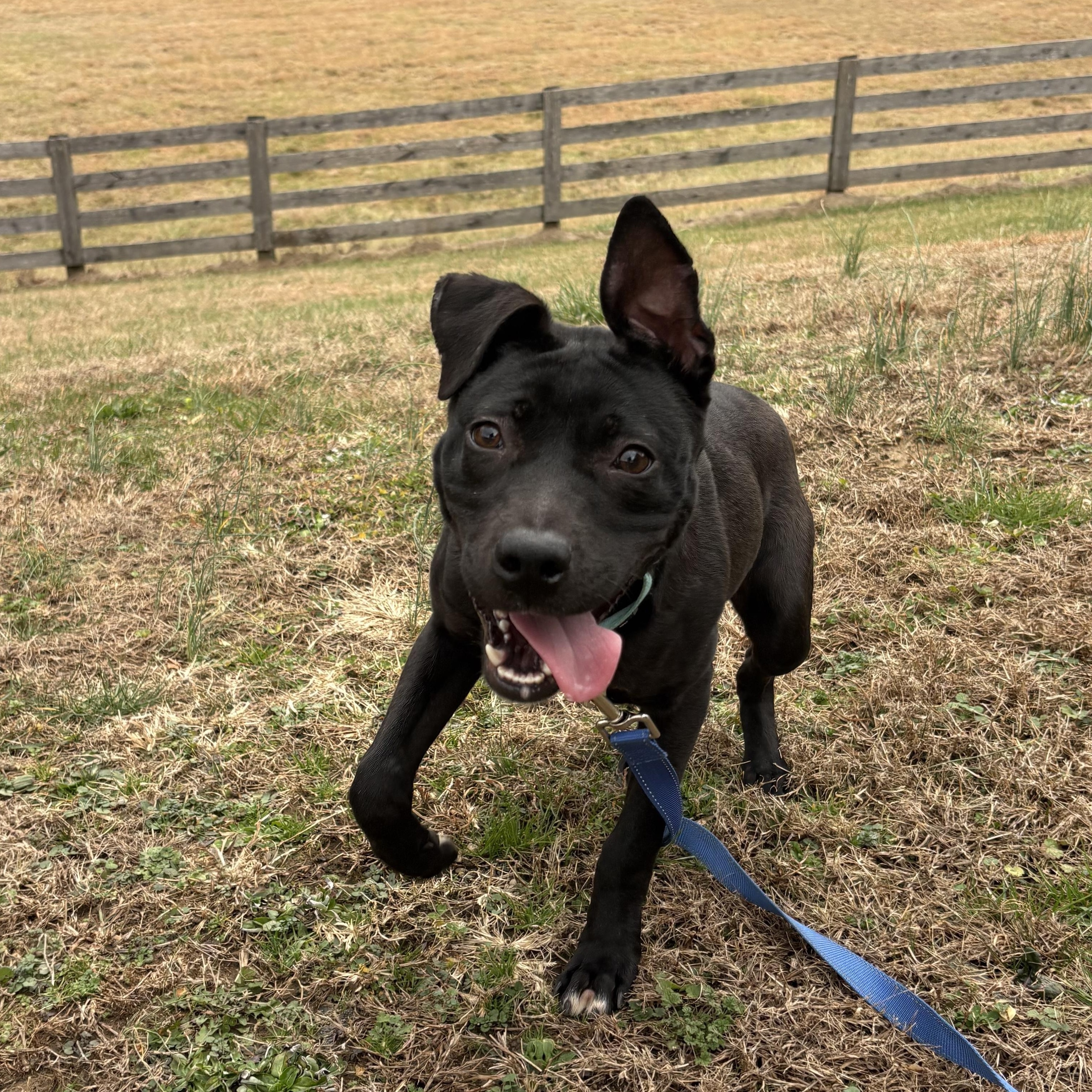 Tiny Tim, a ADOPTABLE mixed breed in Franklin, TN image 1/6