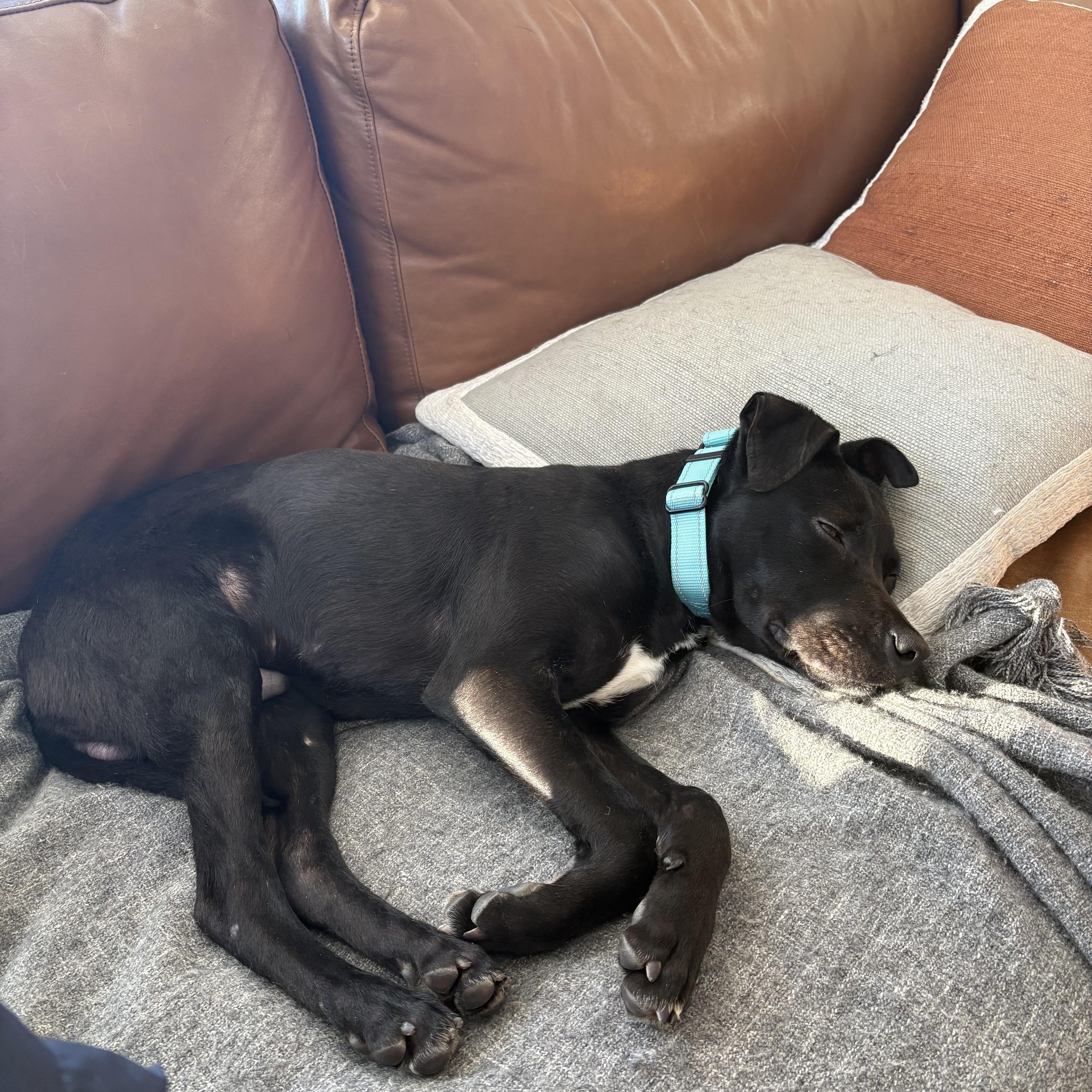 Tiny Tim, a ADOPTABLE mixed breed in Franklin, TN image 3/6