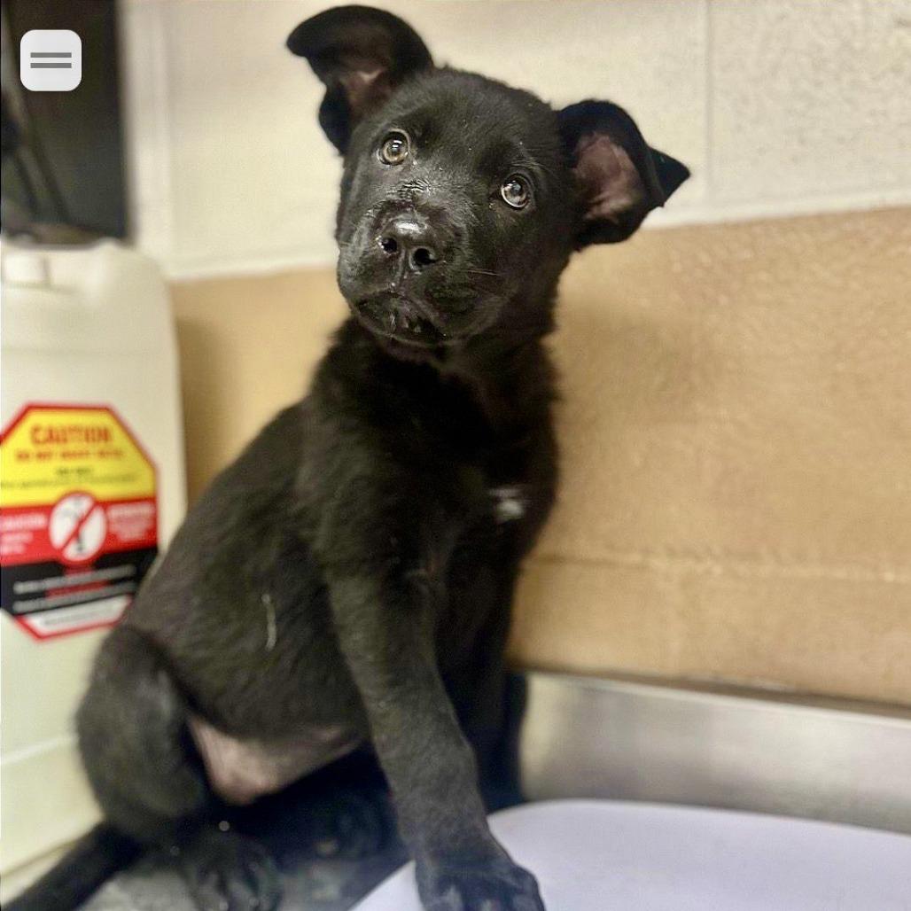 Enlarge MISSY, a Adoptable Terrier in Atco, NJ image 1/1