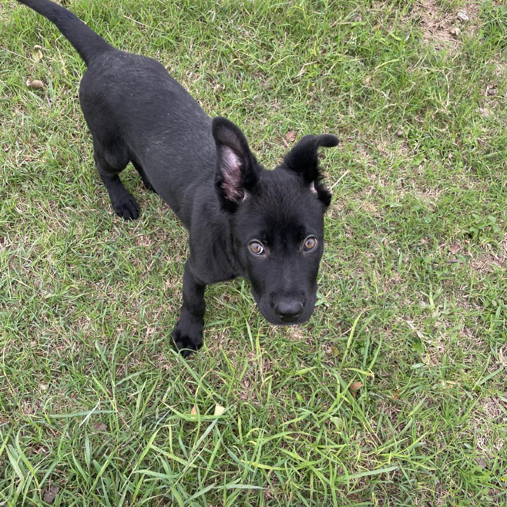 MISSY, Adoptable, Puppy Female Terrier.