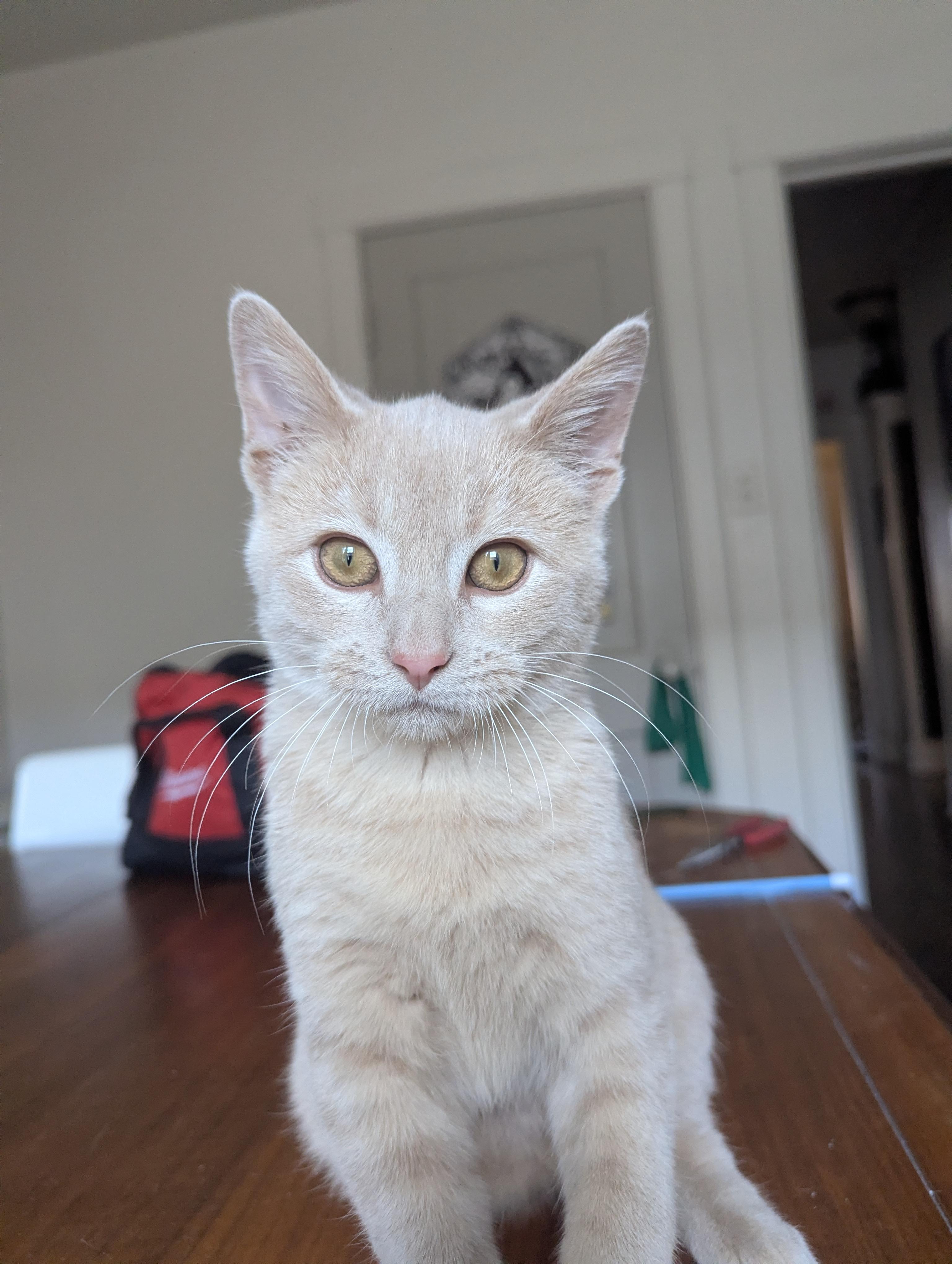 Fairytale & Jack Be Little, ADOPTABLE, Young Male Domestic Short Hair.