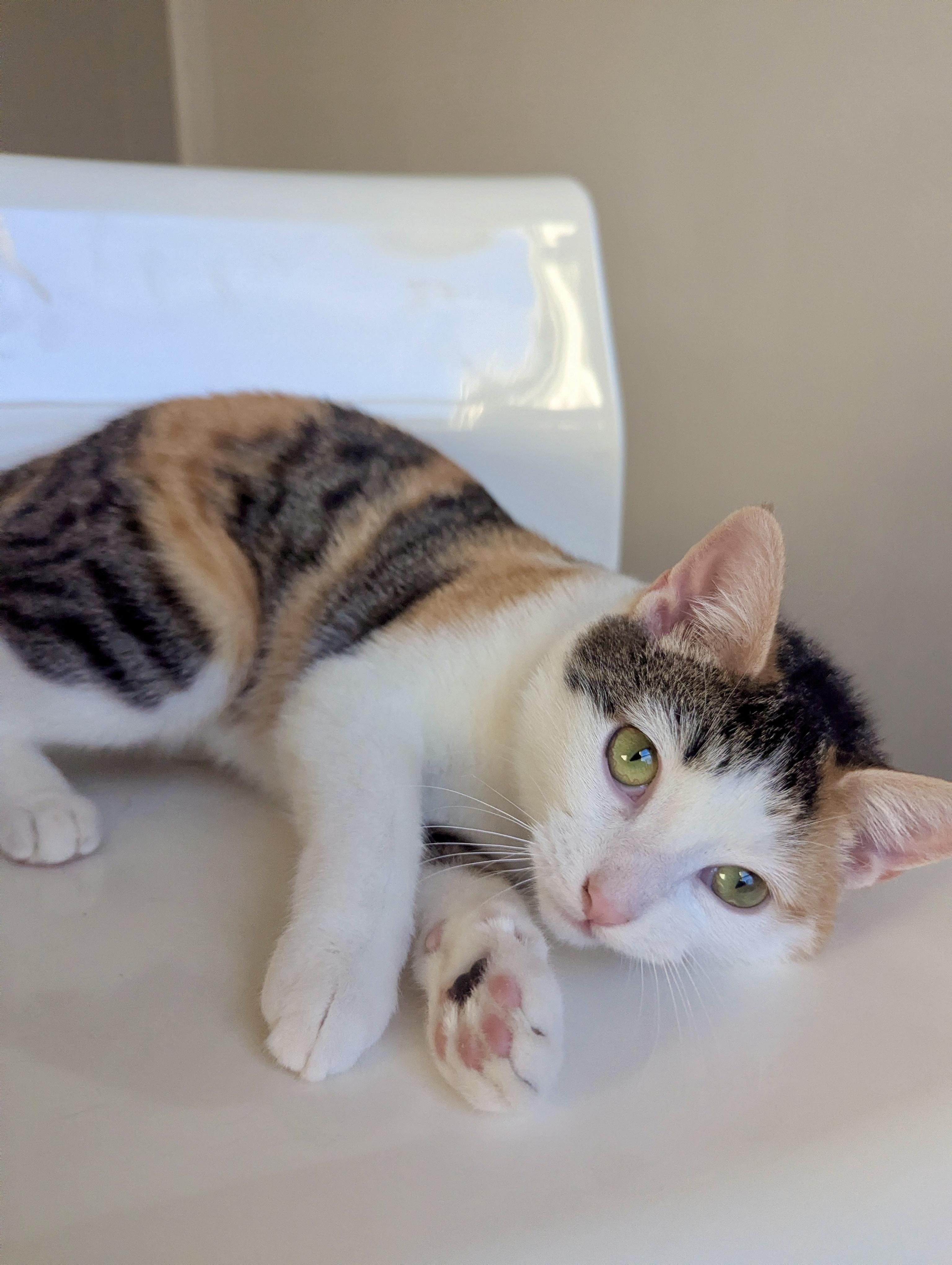 Fairytale & Jack Be Little, a ADOPTABLE Domestic Short Hair in Milwaukee, WI image 3/5