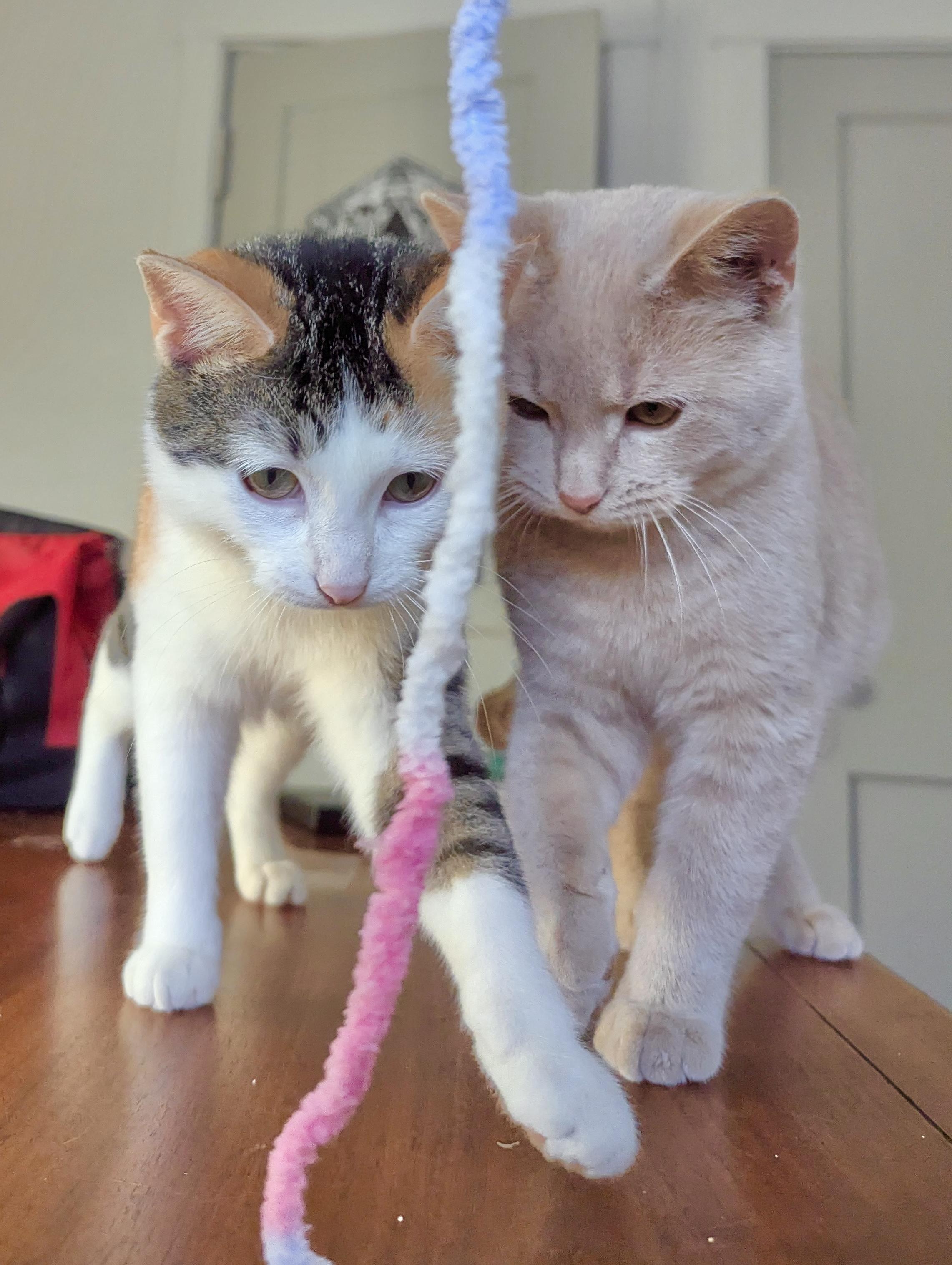 Fairytale & Jack Be Little, a ADOPTABLE Domestic Short Hair in Milwaukee, WI image 1/5