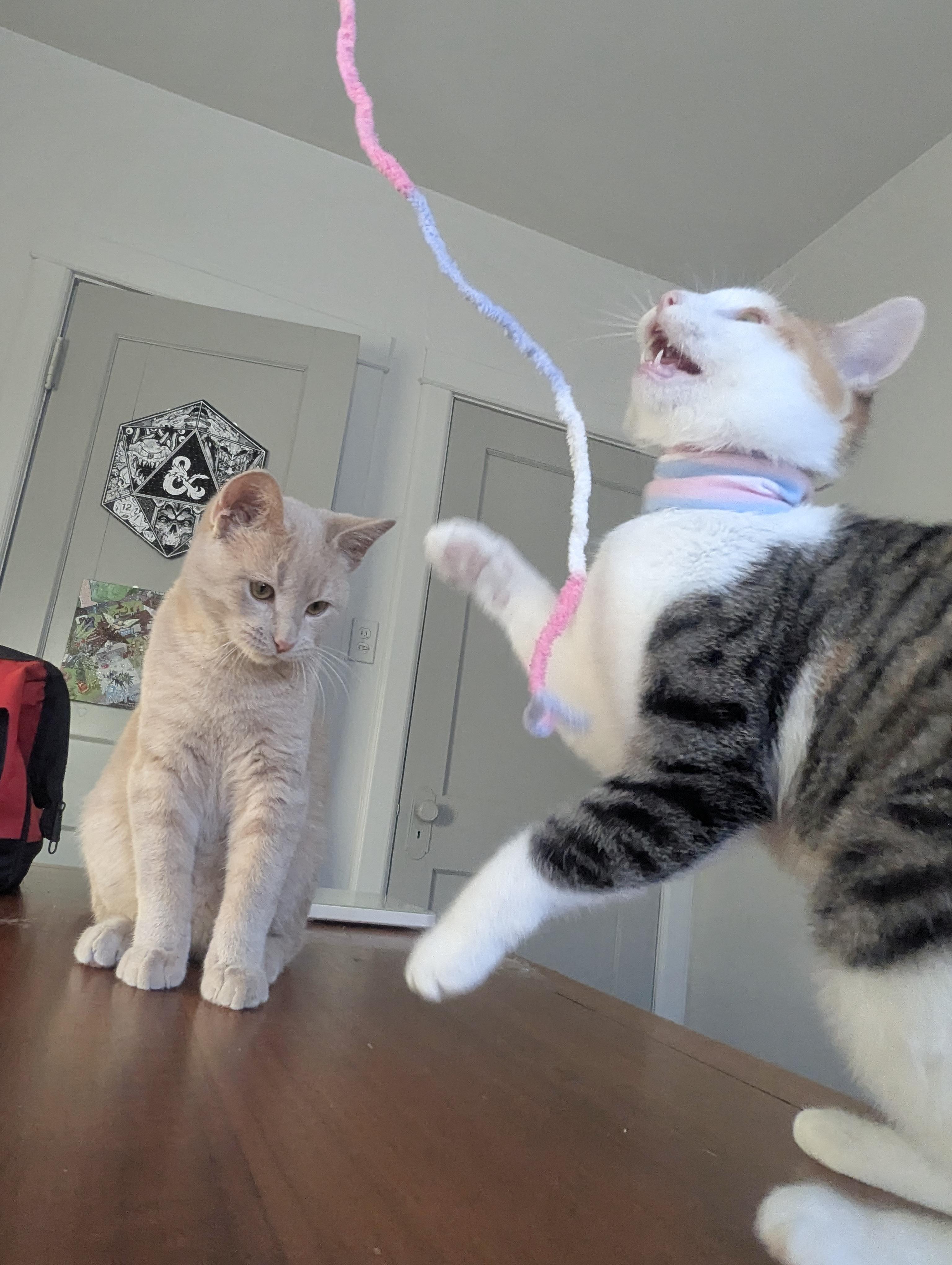 Fairytale & Jack Be Little, a ADOPTABLE Domestic Short Hair in Milwaukee, WI image 5/5