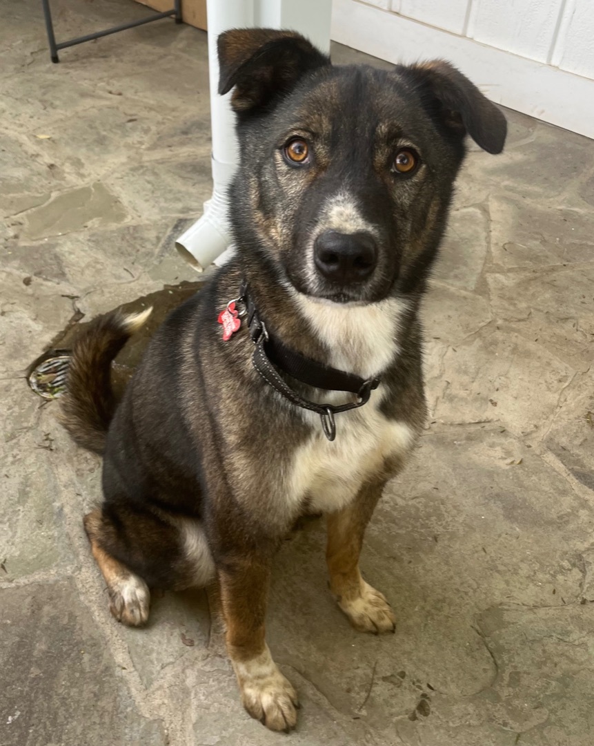 DASHER, a Adoptable mixed breed image 1/9