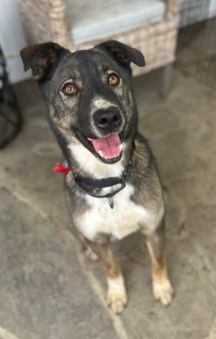 DASHER, a Adoptable mixed breed image 2/9