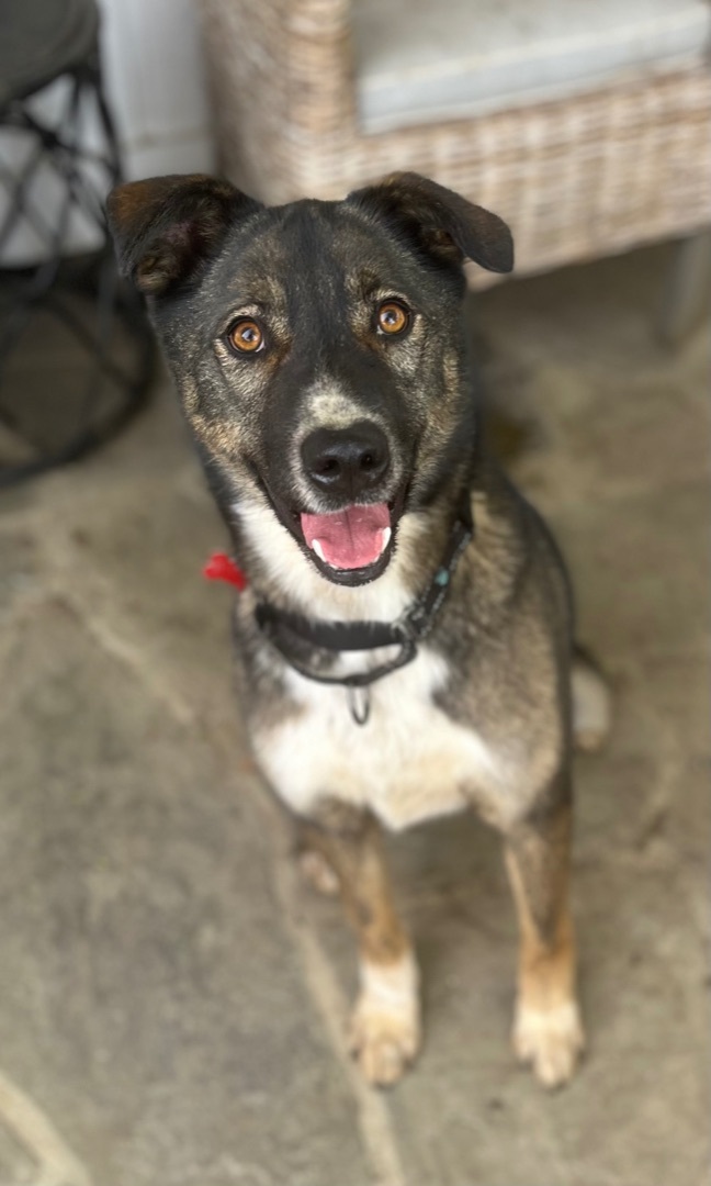 DASHER, a Adoptable mixed breed image 3/9