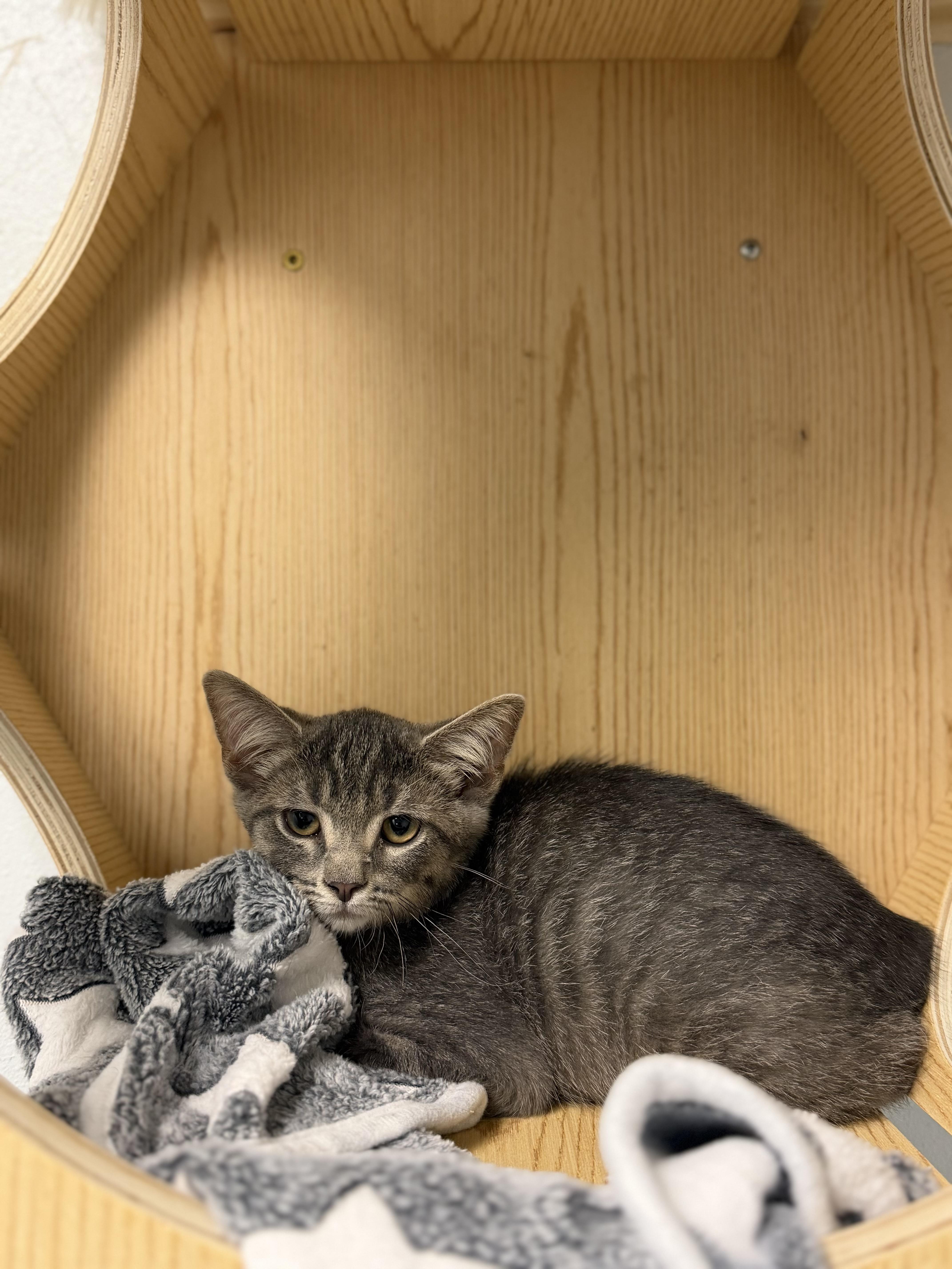 Pepperoni, a ADOPTABLE Domestic Short Hair in Dodgeville, WI image 2/2
