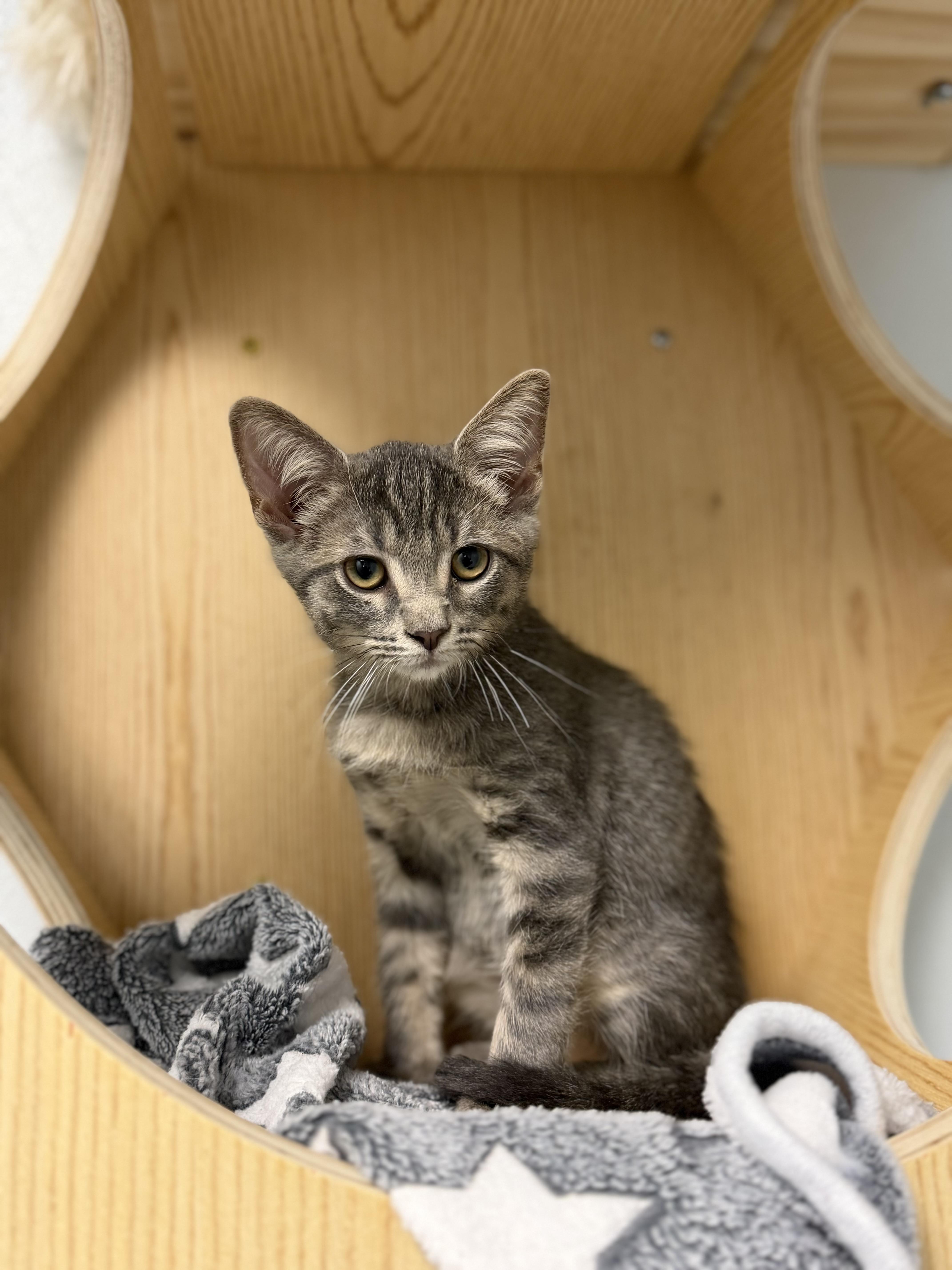Pepperoni, ADOPTABLE, Kitten Male Domestic Short Hair.