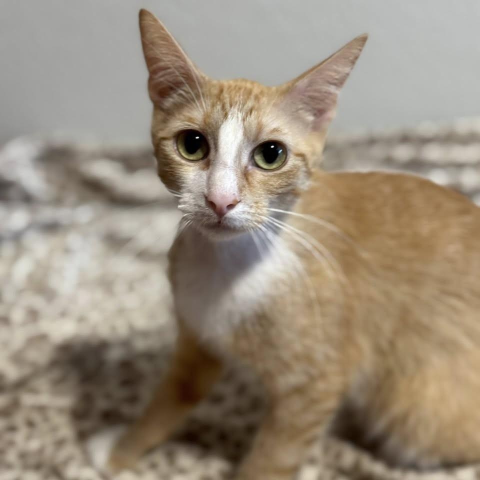 Orange Chicken, Adult Female Domestic Short Hair