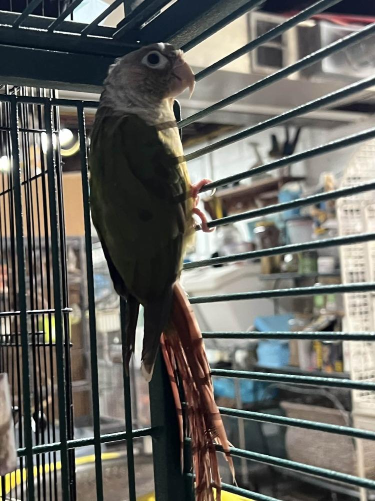 Robin, Adoptable, Adult Male Conure.