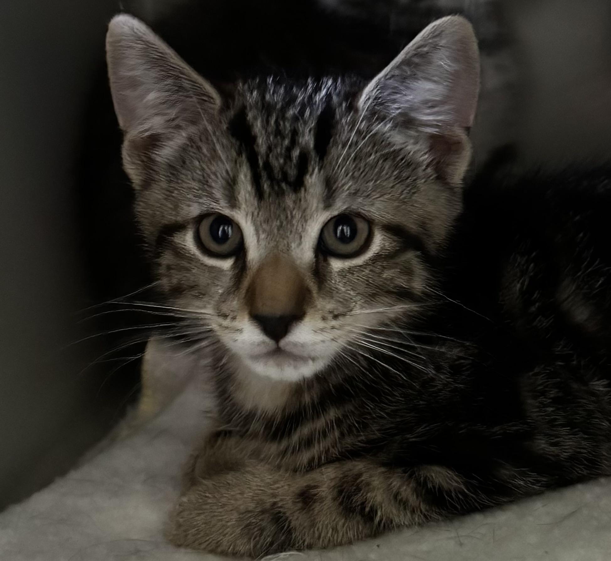 Enlarge Maxim, a Adopted Domestic Short Hair in Honesdale, PA image 1/1
