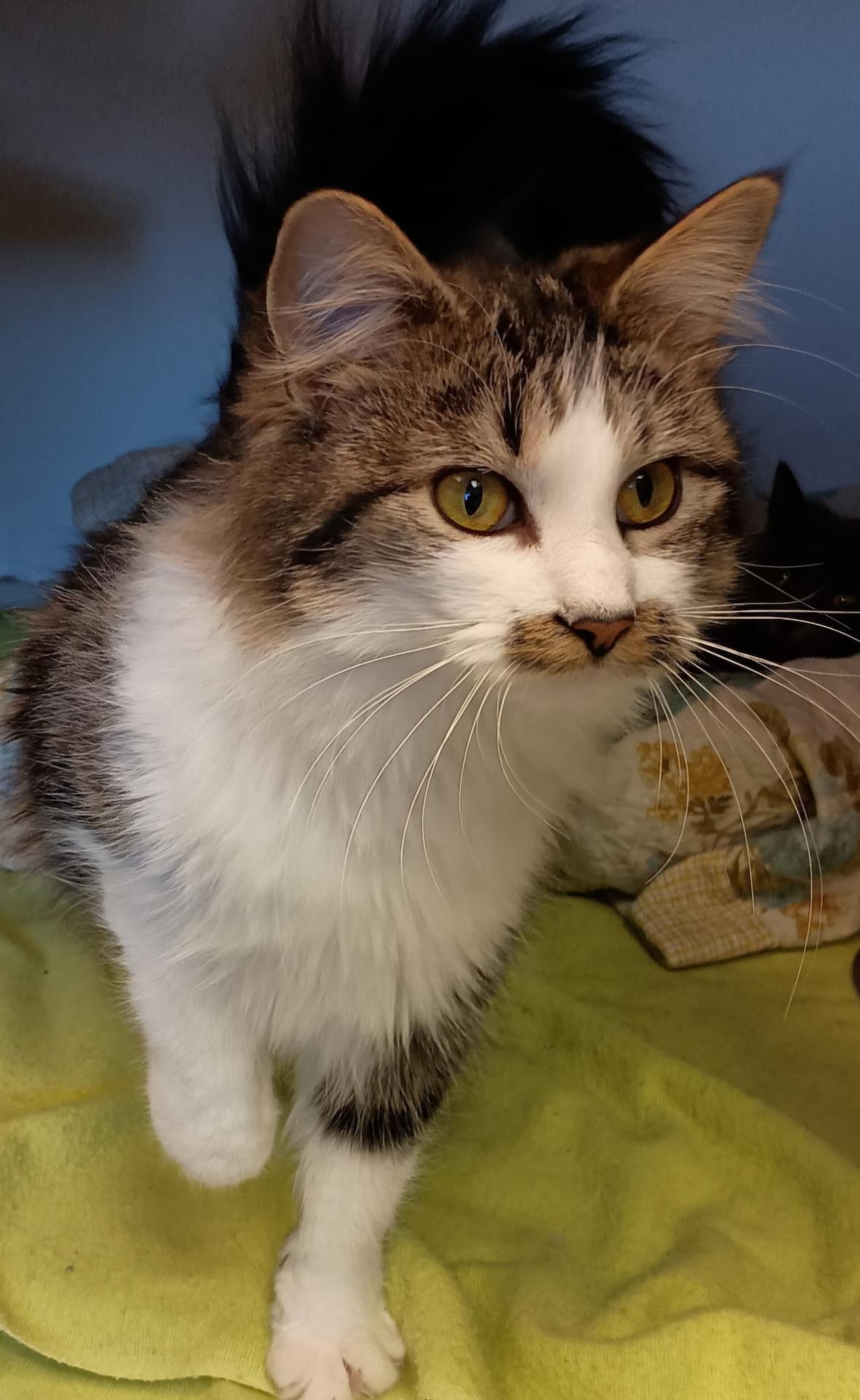 Enlarge Shelby, an adopted Domestic Long Hair in Washburn, WI image 4/4