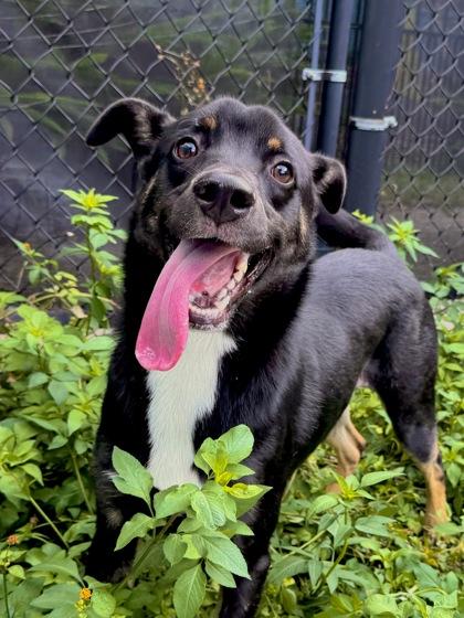 Ovi (Underdog in Foster), Adoptable, Adult Male Shepherd & Mixed Breed.